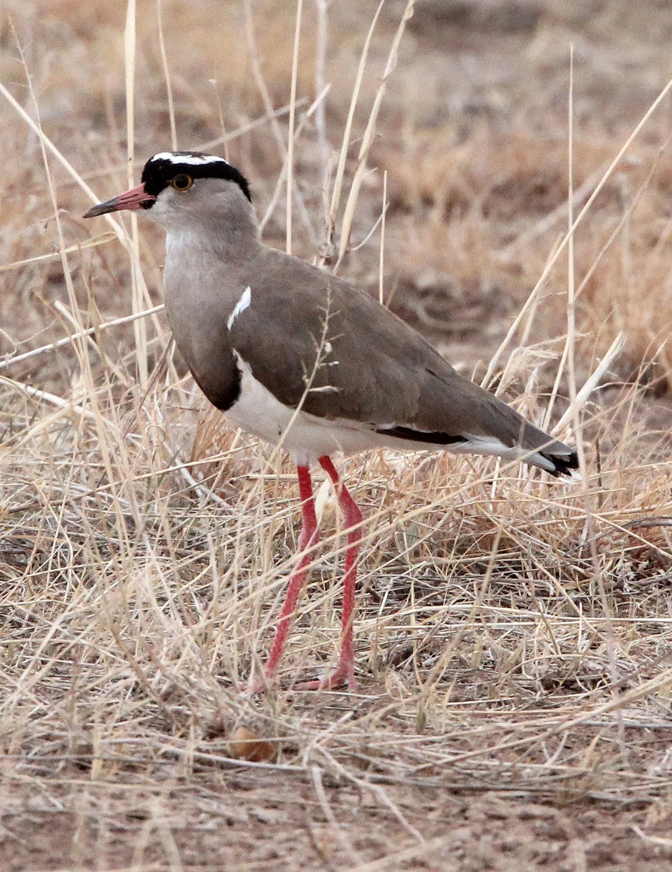 LAPWING - CROWNED LAPWING - Vanellus coronatus - SAMBURU NATIONAL PARK KENYA (10).JPG