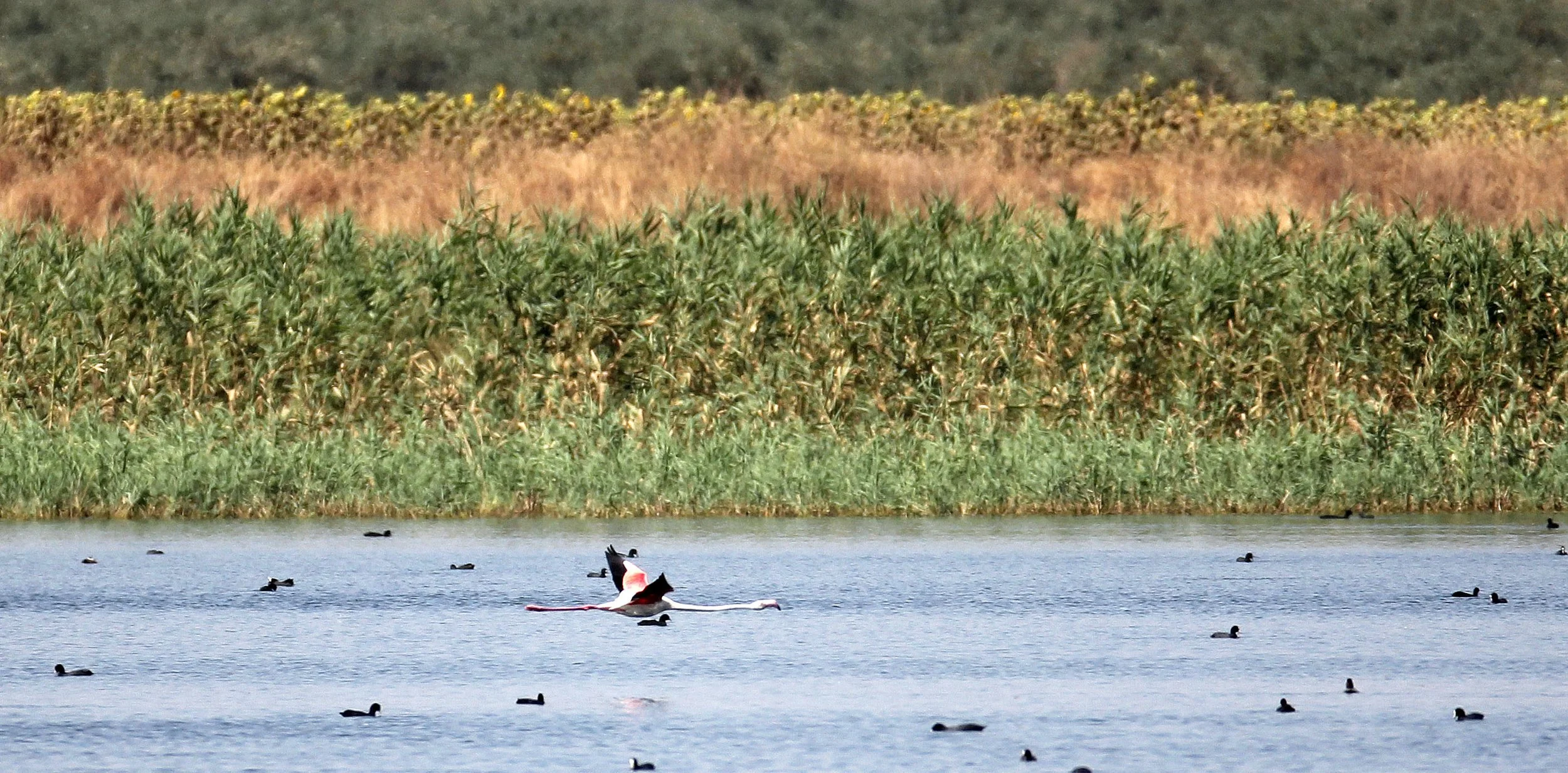 Phoenicopterus roseus - Greater Flamingo - Laguna Dulce Spain (4).JPG
