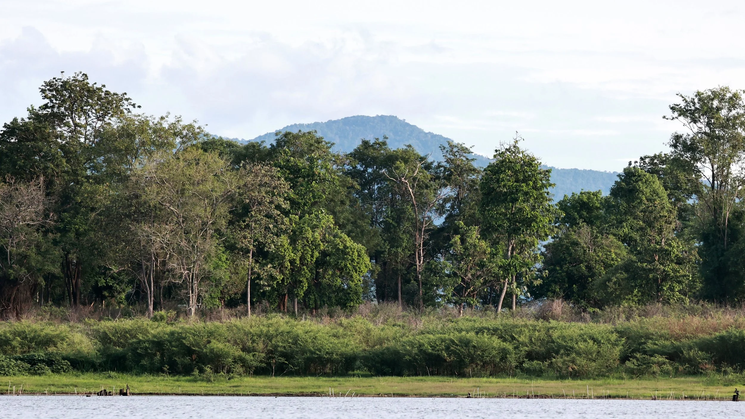 The beginning of the Huai Kha Khaeng portion of the Western Forest Complex.