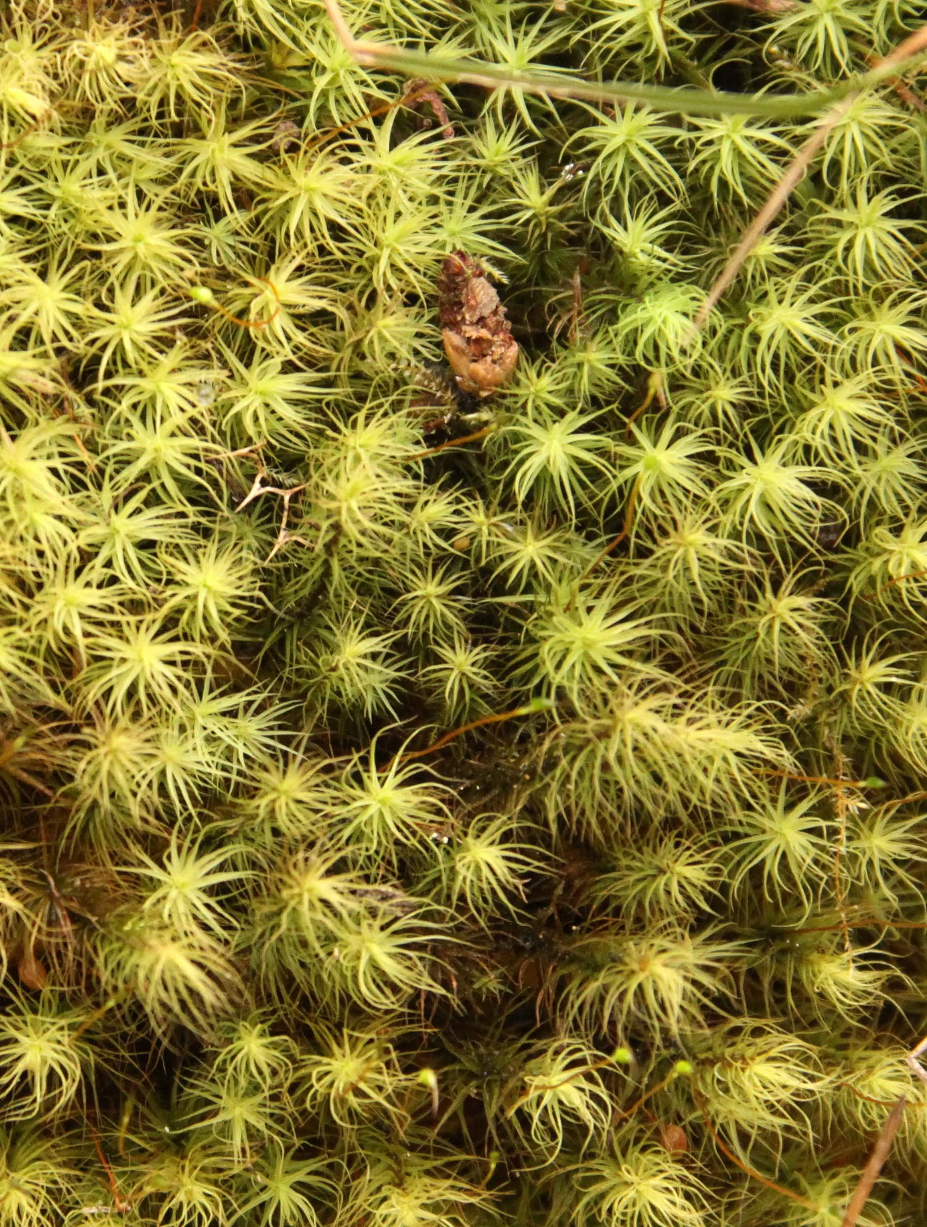 FOPING NATURE RESERVE - SHAANXI PROVINCE CHINA (156).JPG