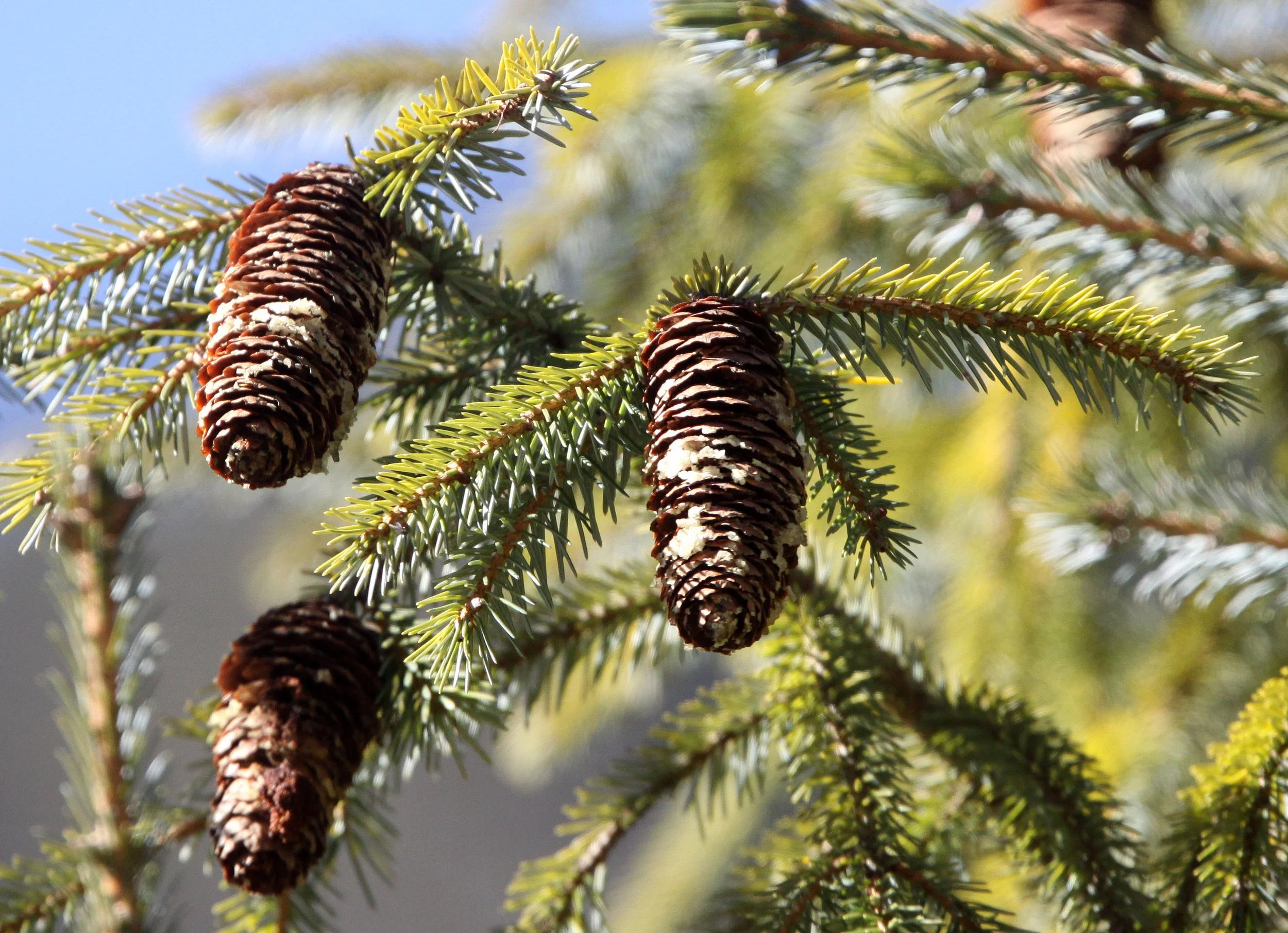 YUNNAN - BAIMA SNOW MOUNTAIN RESERVE - CONIFER SPECIES (6).JPG