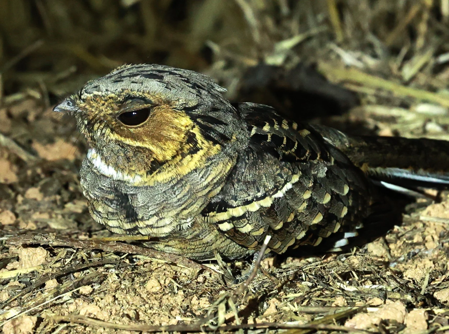 Nightjar - Scissor-tailed Nightjar - Hydropsalis torquata - Rio Doce State Park, Minas Gerais, Brazil (14).JPG