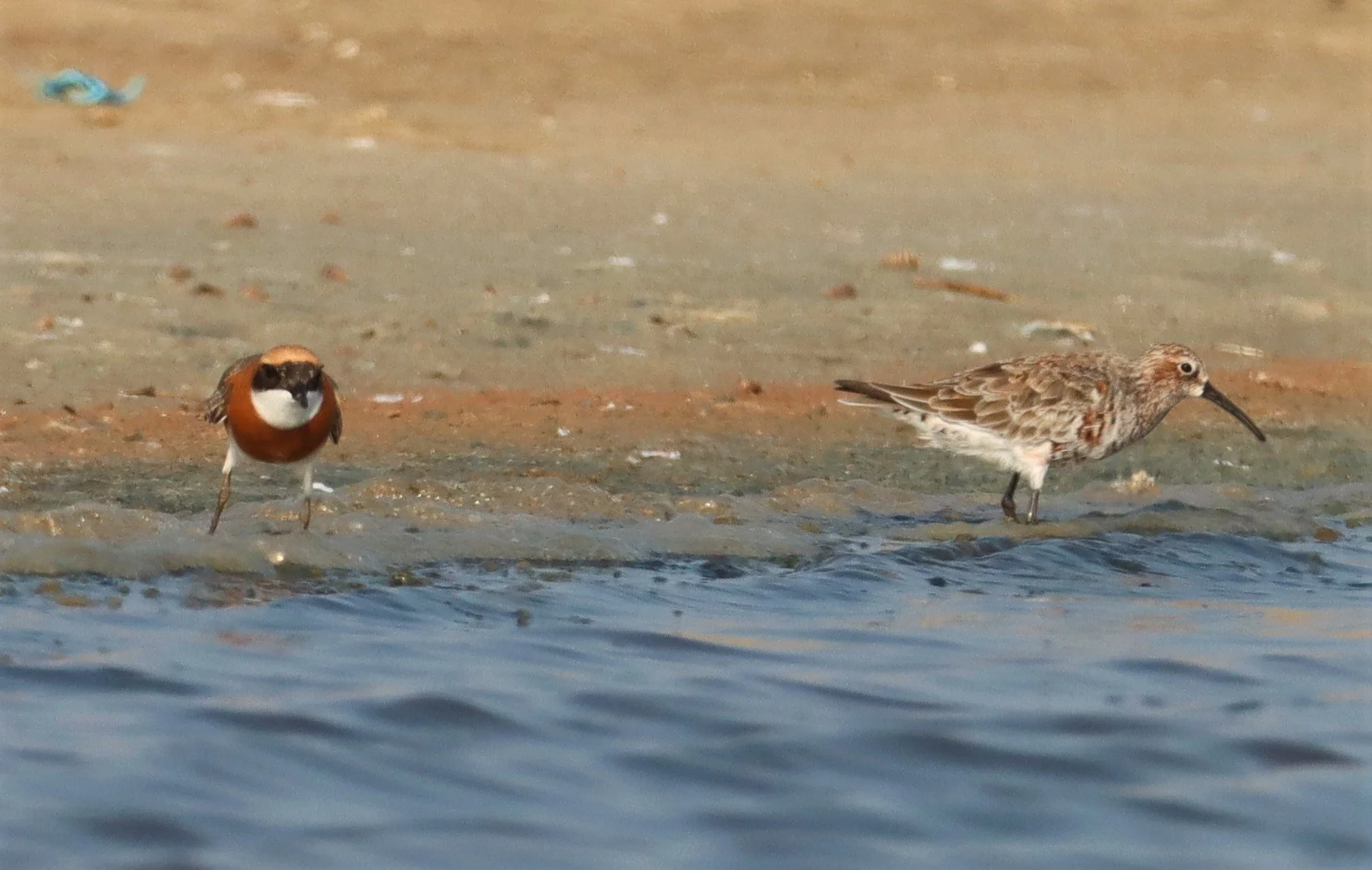 SANDPIPER - CURLEW SANDPIPER - Calidris ferruginea - WITH LESSER SAND PLOER - BANG PAKONG SALT PANS CHACHOENGSAO WEST OF RIVER (5).jpg