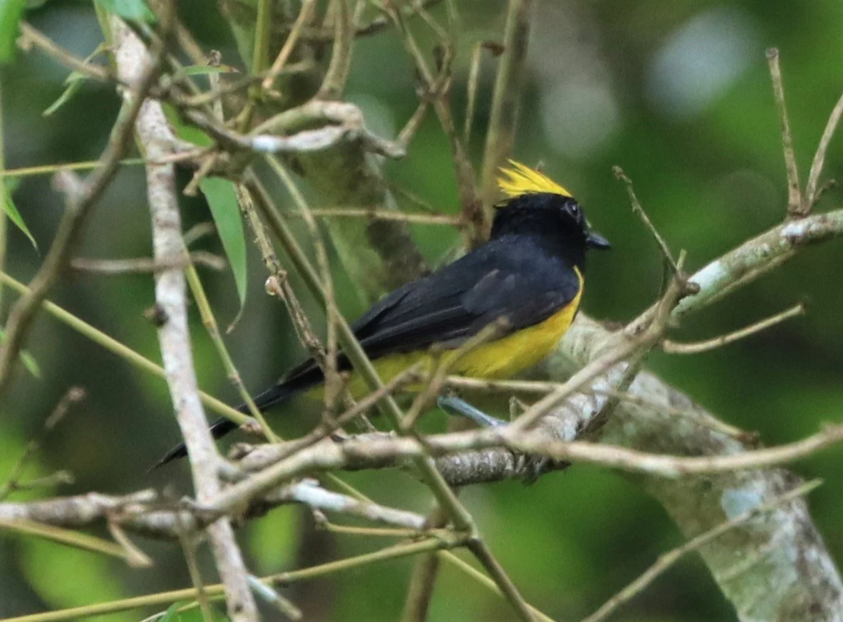 Sultan Tit (Melanochroa sultanea) Kaeng Krachan National Park, Thailand (36).jpg