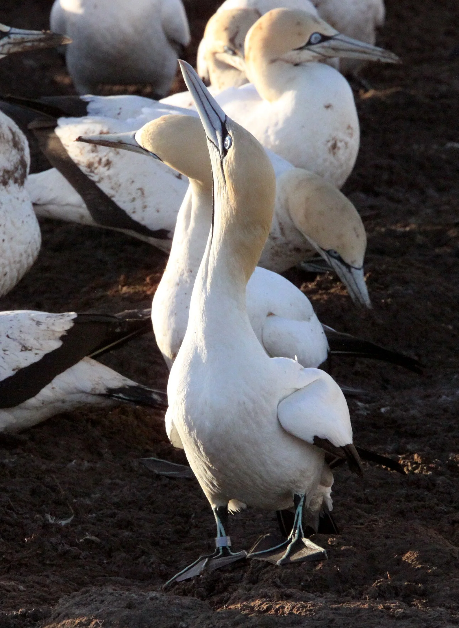 Cape gannet (Morus capensis) Lambert's Bay South Africa (67).JPG