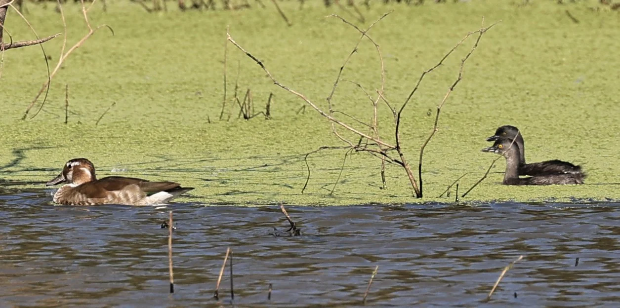 Least Grebe (Tachybaptus dominicus) Paraguay