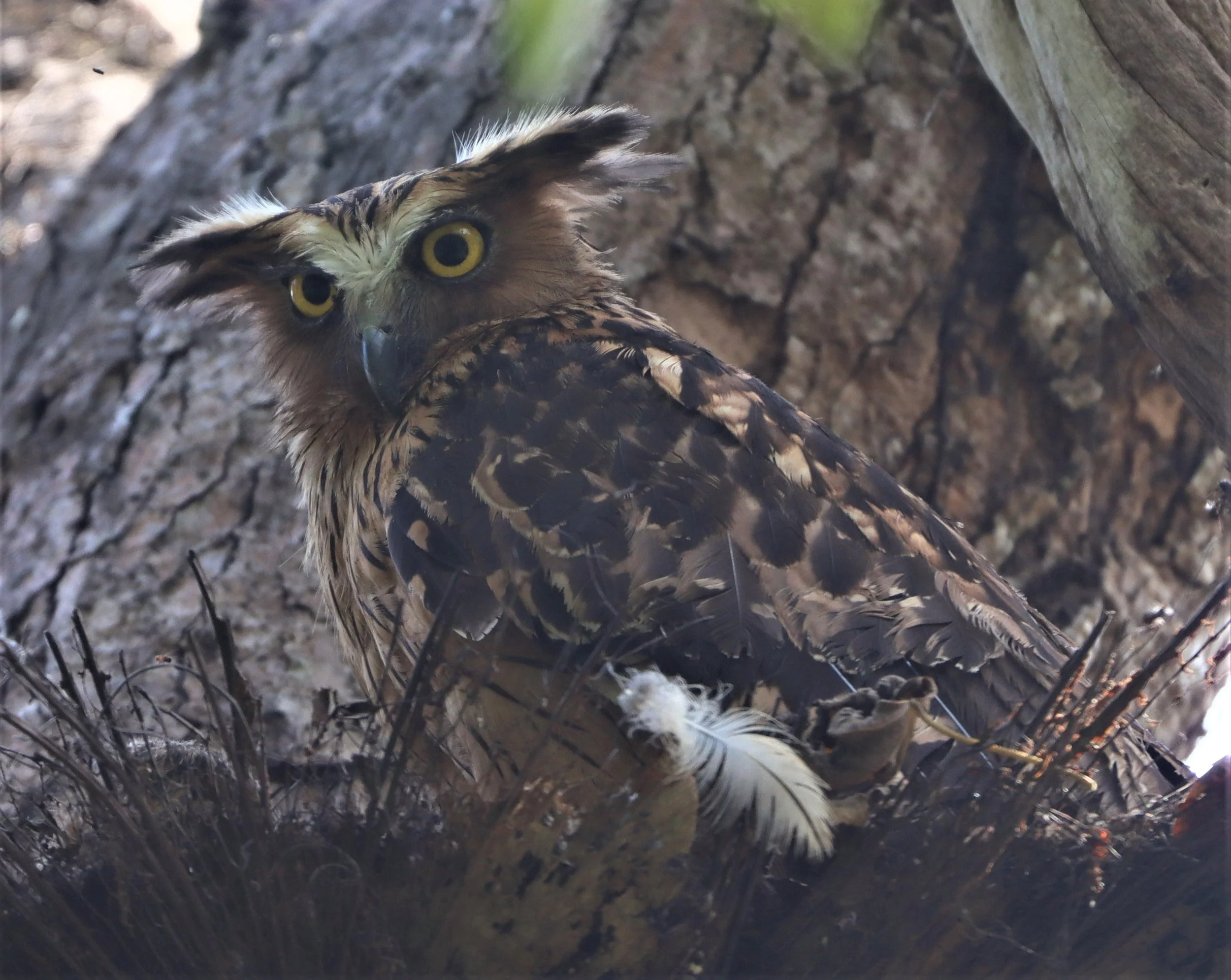 OWL - BUFFY FISH OWL - Ketupa ketupu - KAENG KRACHAN THAILAND (24).jpg