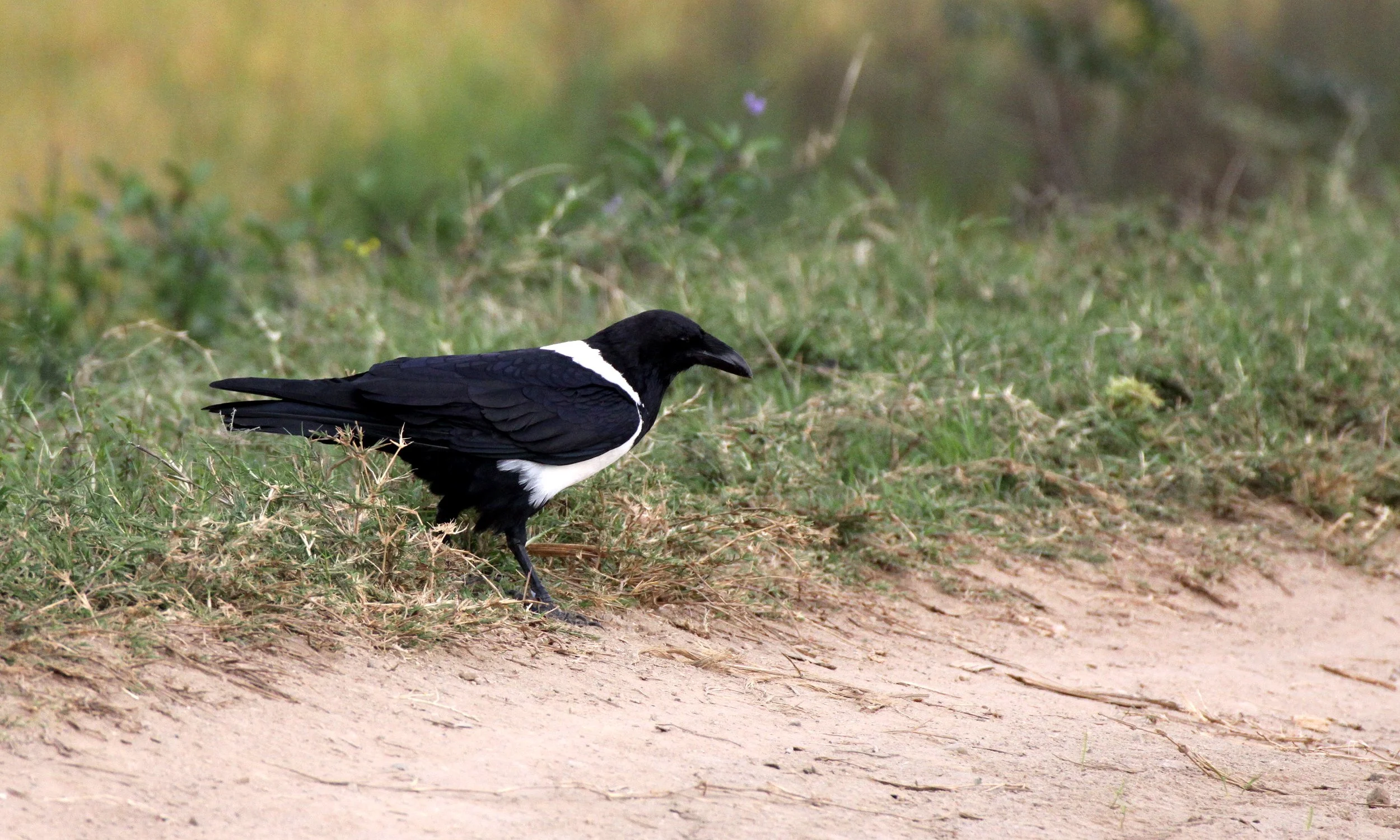 BIRD - CROW - PIED CROW - BERENTY MADAGASCAR (3).JPG