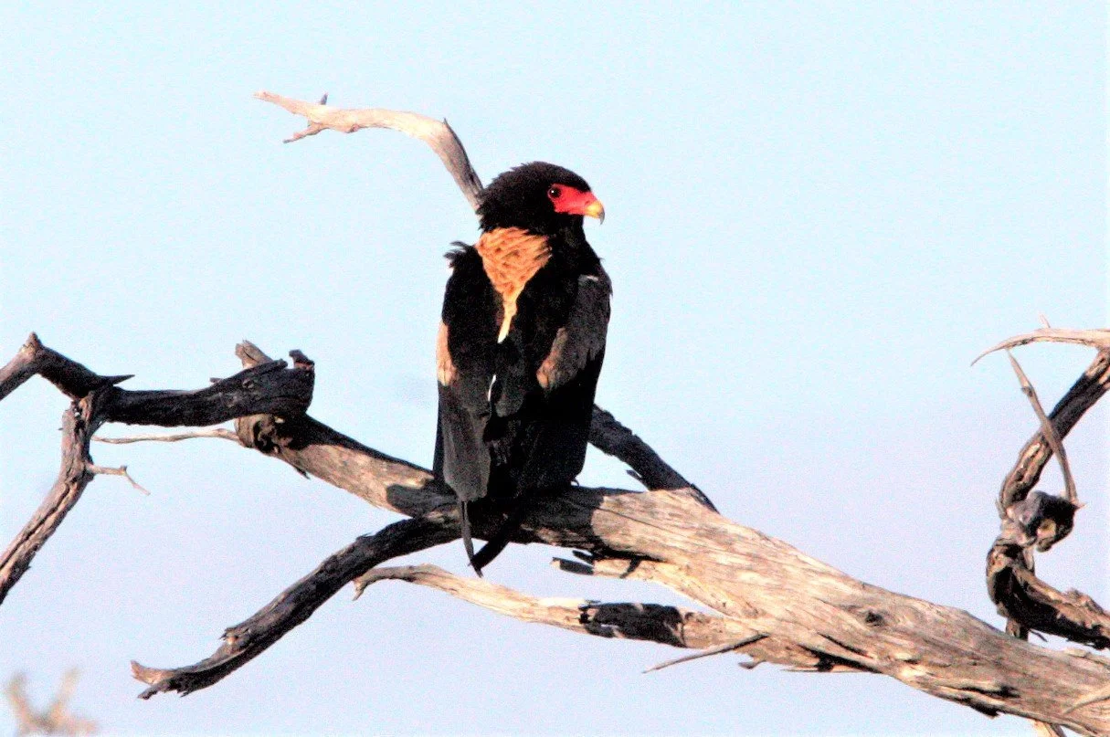 Terathopius ecaudatus - BATELEUR - KHWAI CAMP OKAVANGO BOTSWANA aa.jpg