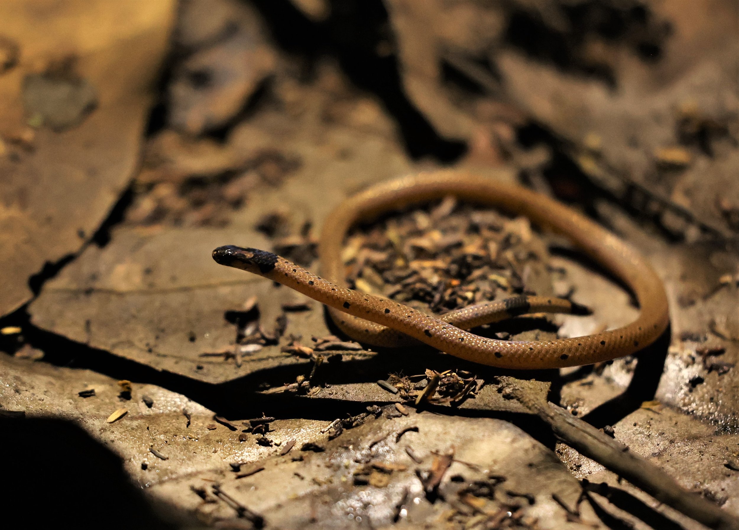 Small-spotted coral snake (Calliophis maculiceps) Baan Maka Petchaburi Thailand 