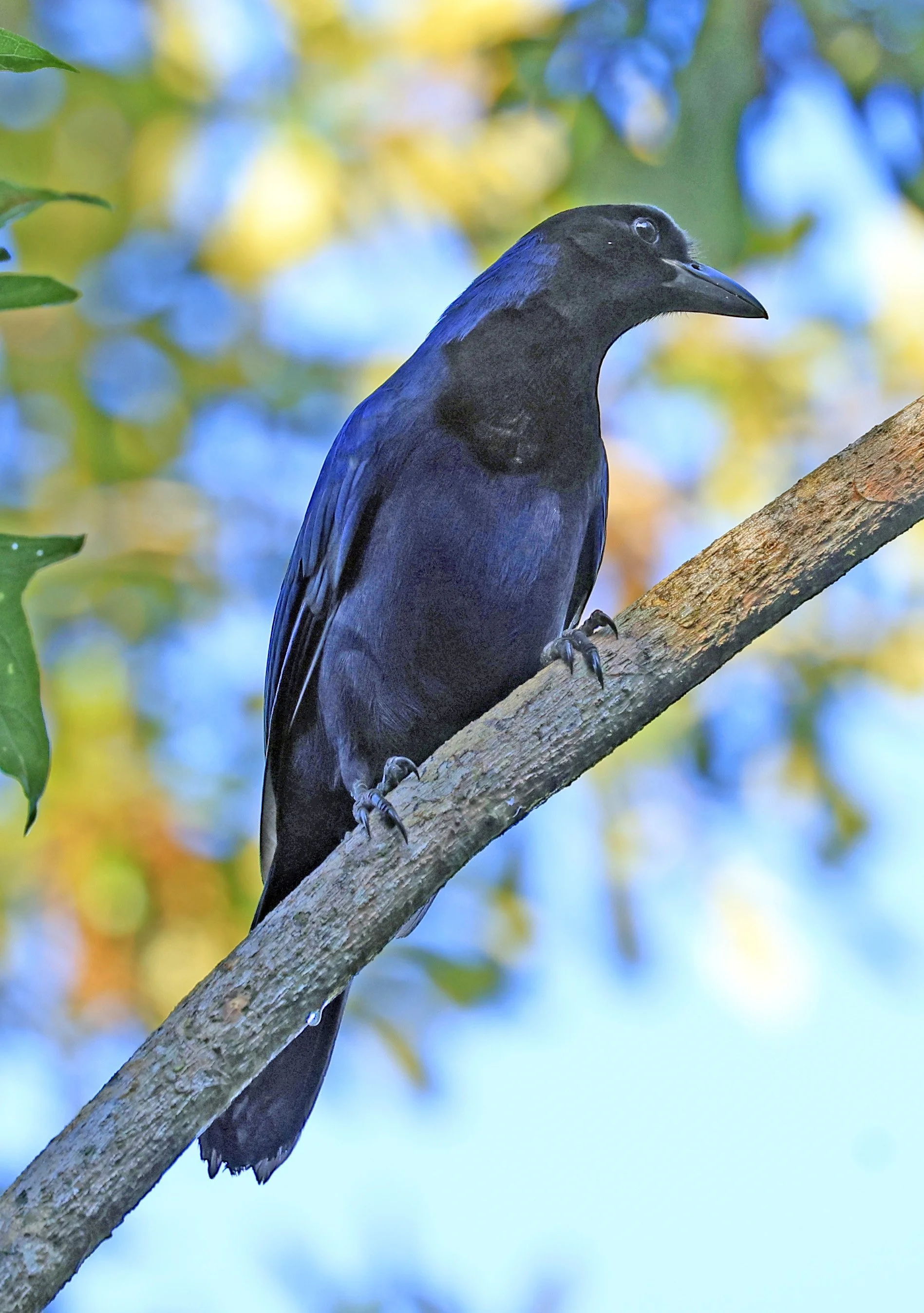 Azure Jay (Cyanocorax caeruleus) Superagui National Park, Brazil (24).jpg