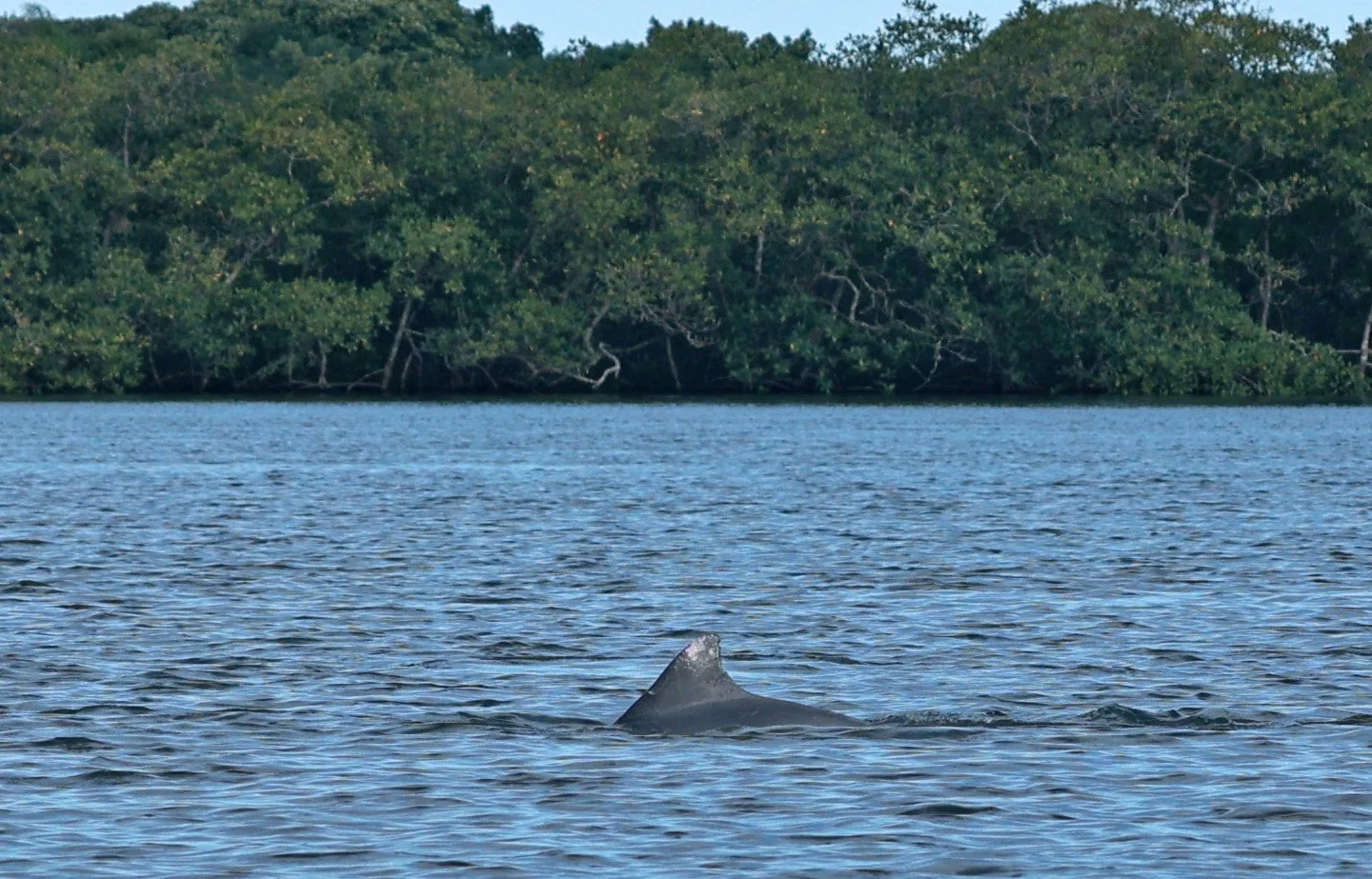 Guiana Dolphin (Sotalia guianensis) Superagüi National Park, Brazil (25).jpg