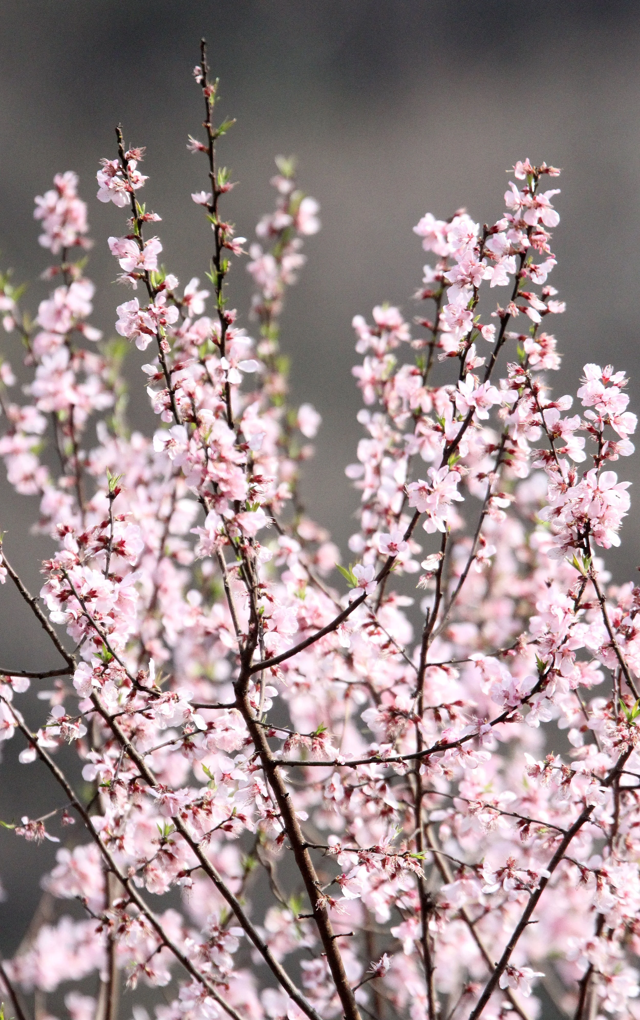 TANGJIAHE NATURE RESERVE, SICHUAN CHINA (26).JPG