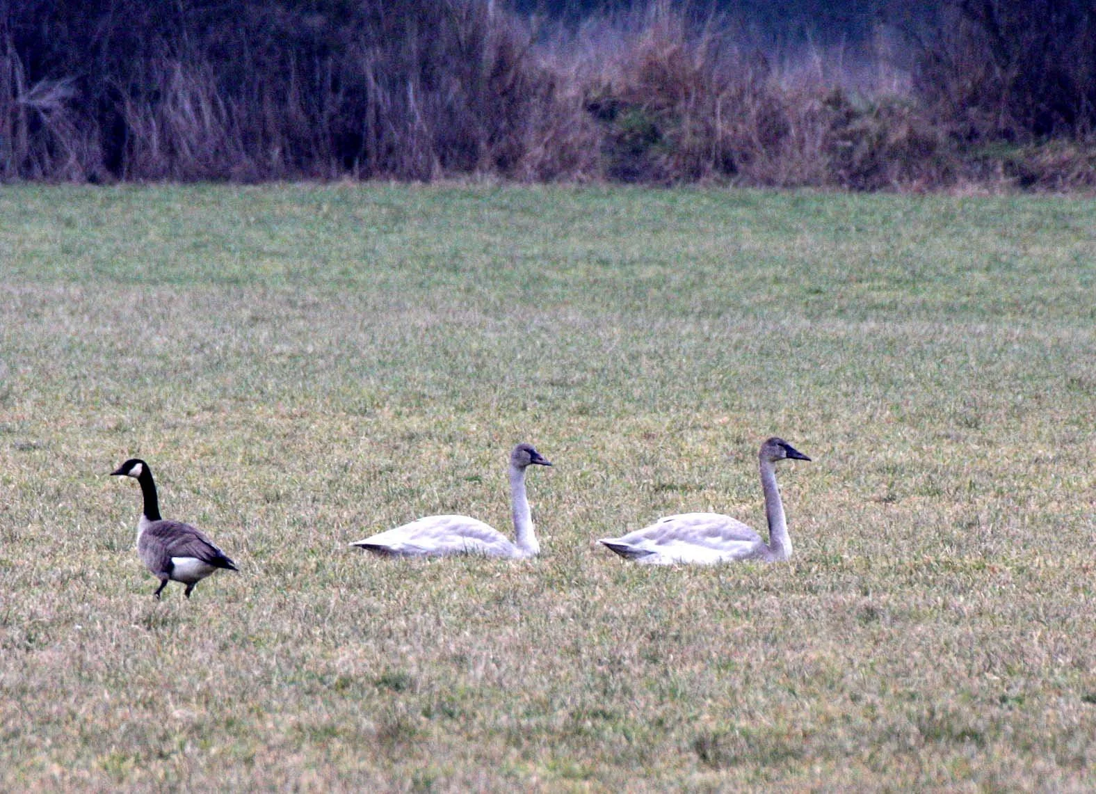 SWAN - TRUMPETER SWAN - Cygnus buccinator - SEQUIM PRAIRIE WA (7).JPG