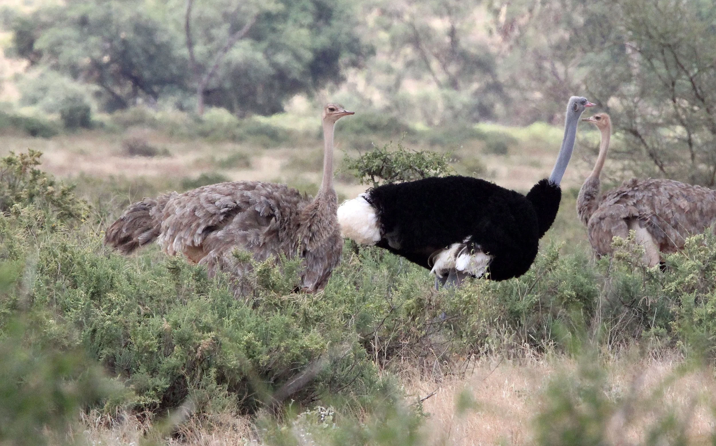 Struthio molybdophanes - SOMALI OSTRICH - SAMBURU NATIONAL RESERVE KENYA (16).JPG