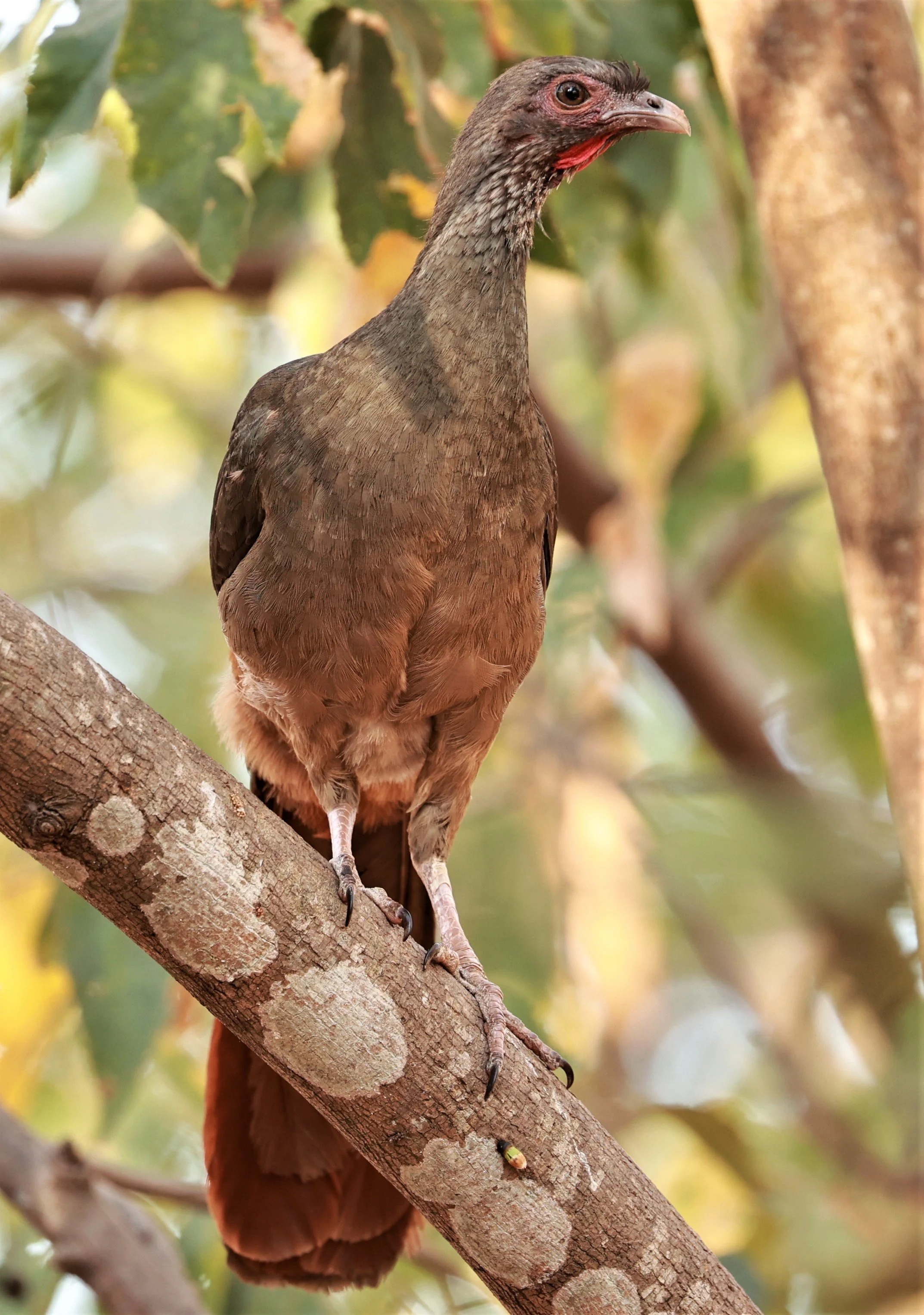 Guan - Rusty-margined Guan - Penelope superciliaris - Porto Alegre Lodge, Pantanal (1).JPG