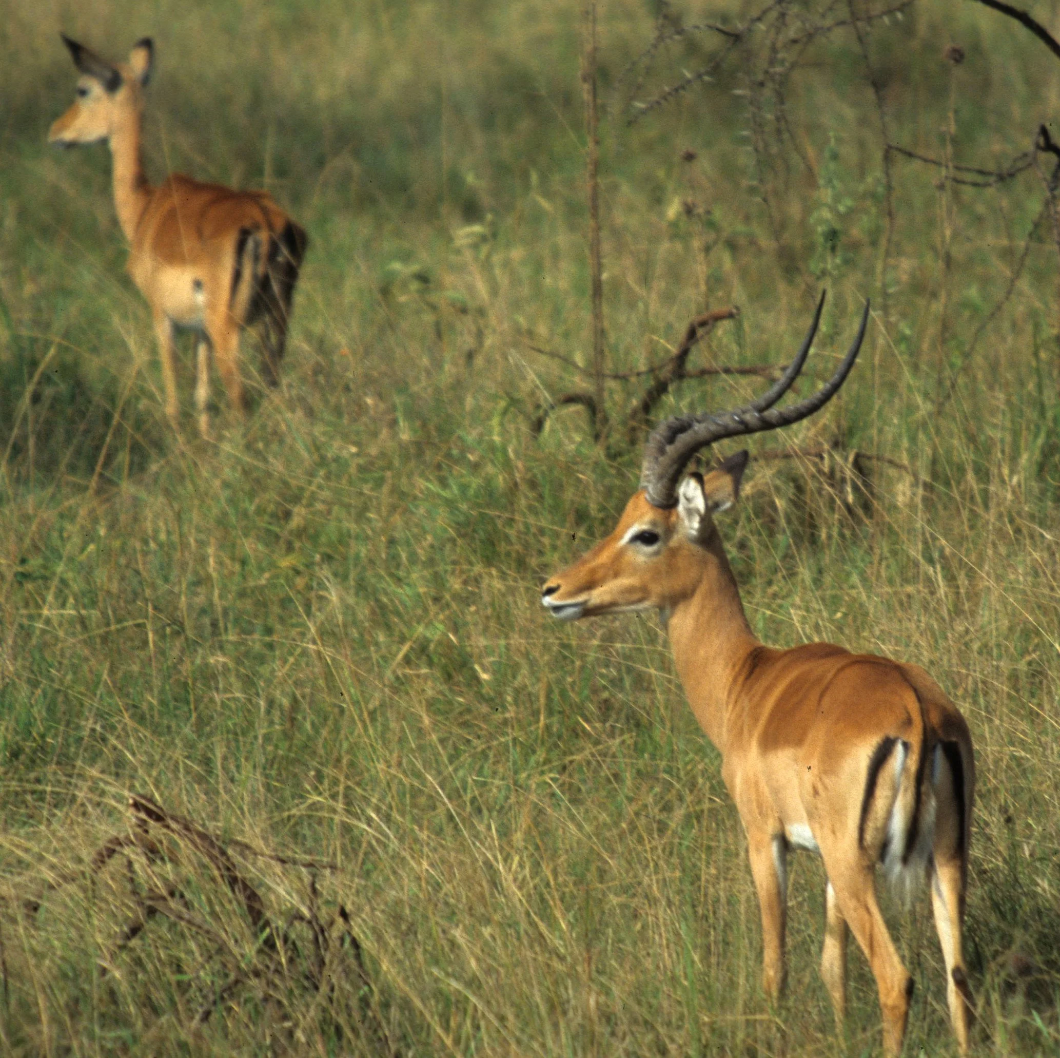 BOVID - IMPALLA-UGANDA (11).jpg