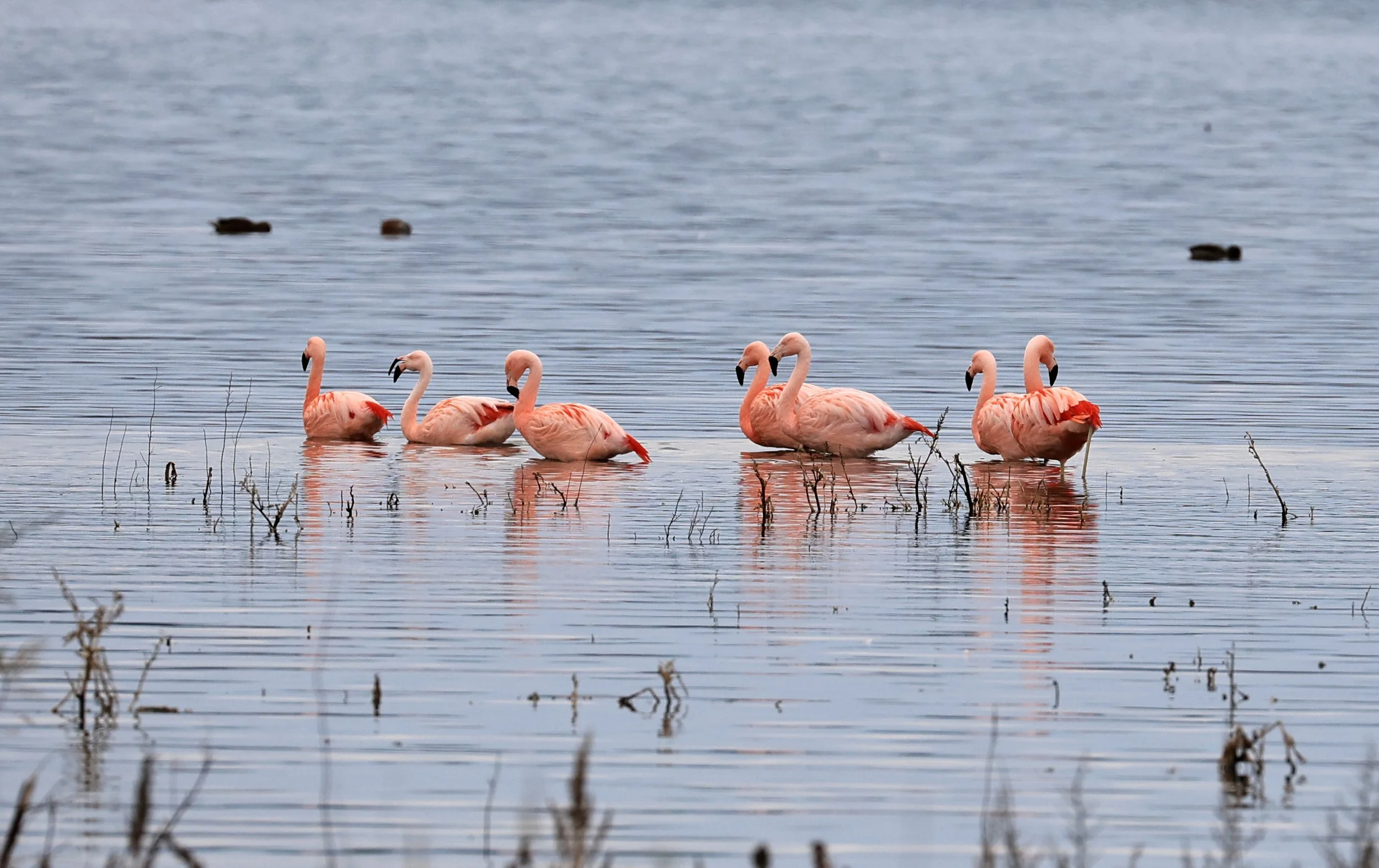Chilean Flamingo (Phoenicopterus chilensis) Lagunas del Ornitólogo, Trelew Argentina (100).jpg