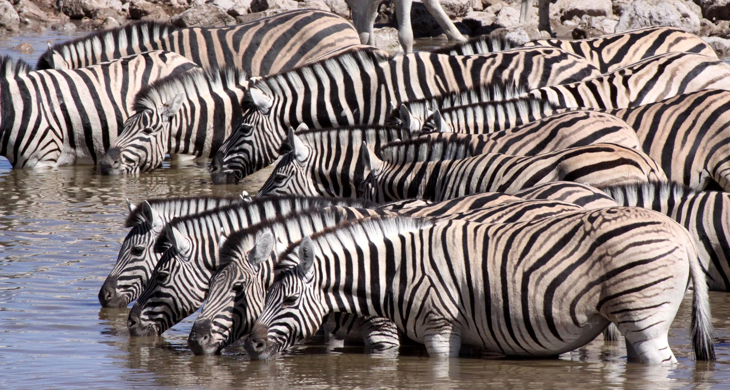 Equus quagga burchellii - BURCHELL'S (DAMARALAND) - BURCHELL'S ZEBRA - ETOSHA NATIONAL PARK NAMIBIA (64).JPG