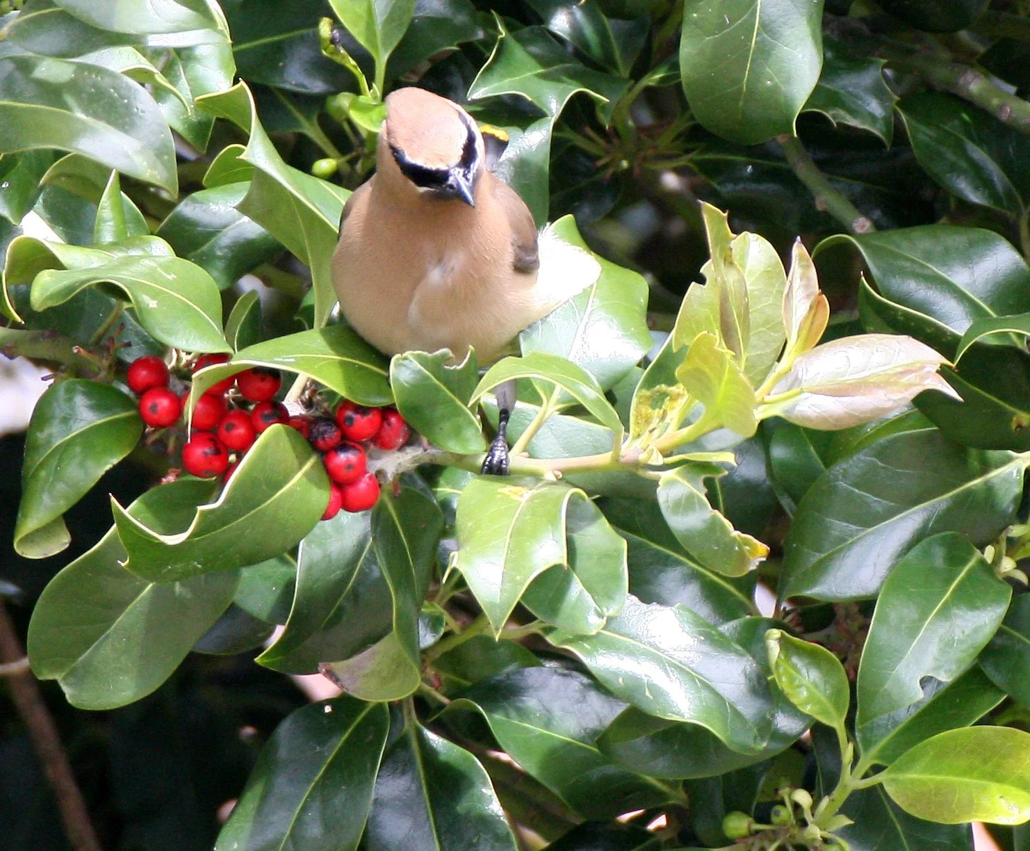 BIRD - WAXWING - CEDAR WAXWING - DUNGENESS SEQUIM WA (33).JPG