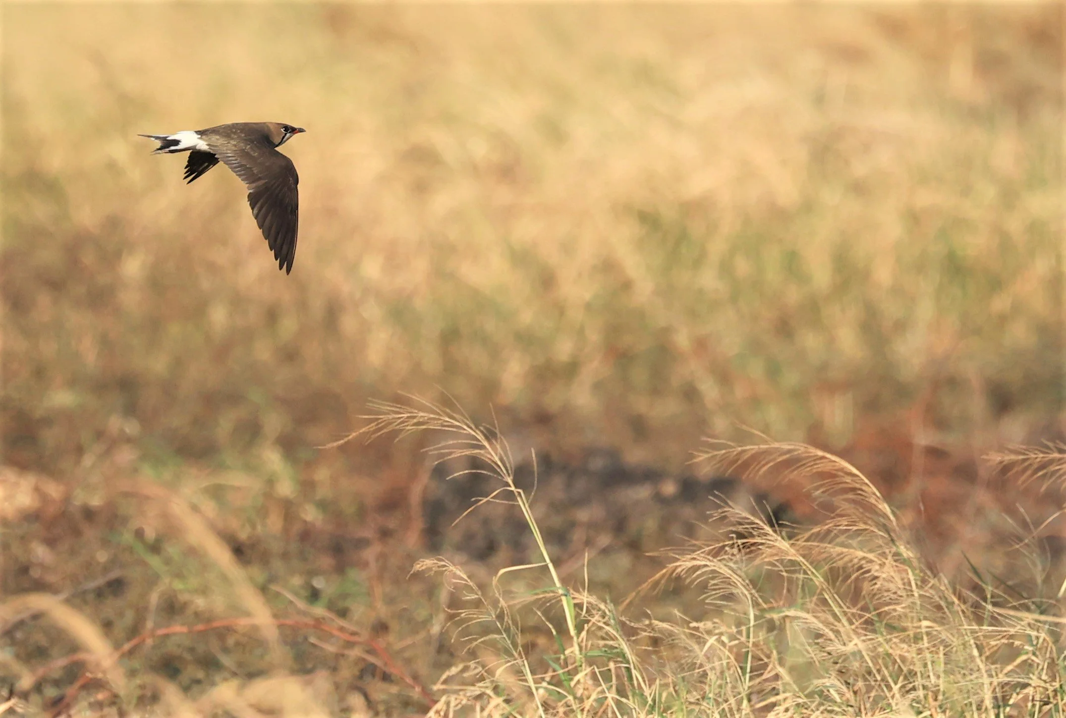 PRATINCOLE - ORIENTAL PRATINCOLE - Glareola maldivarum - TAP YAO RICEFIELDS LAT KRABANG - APRIL 23 2022 (18).jpg