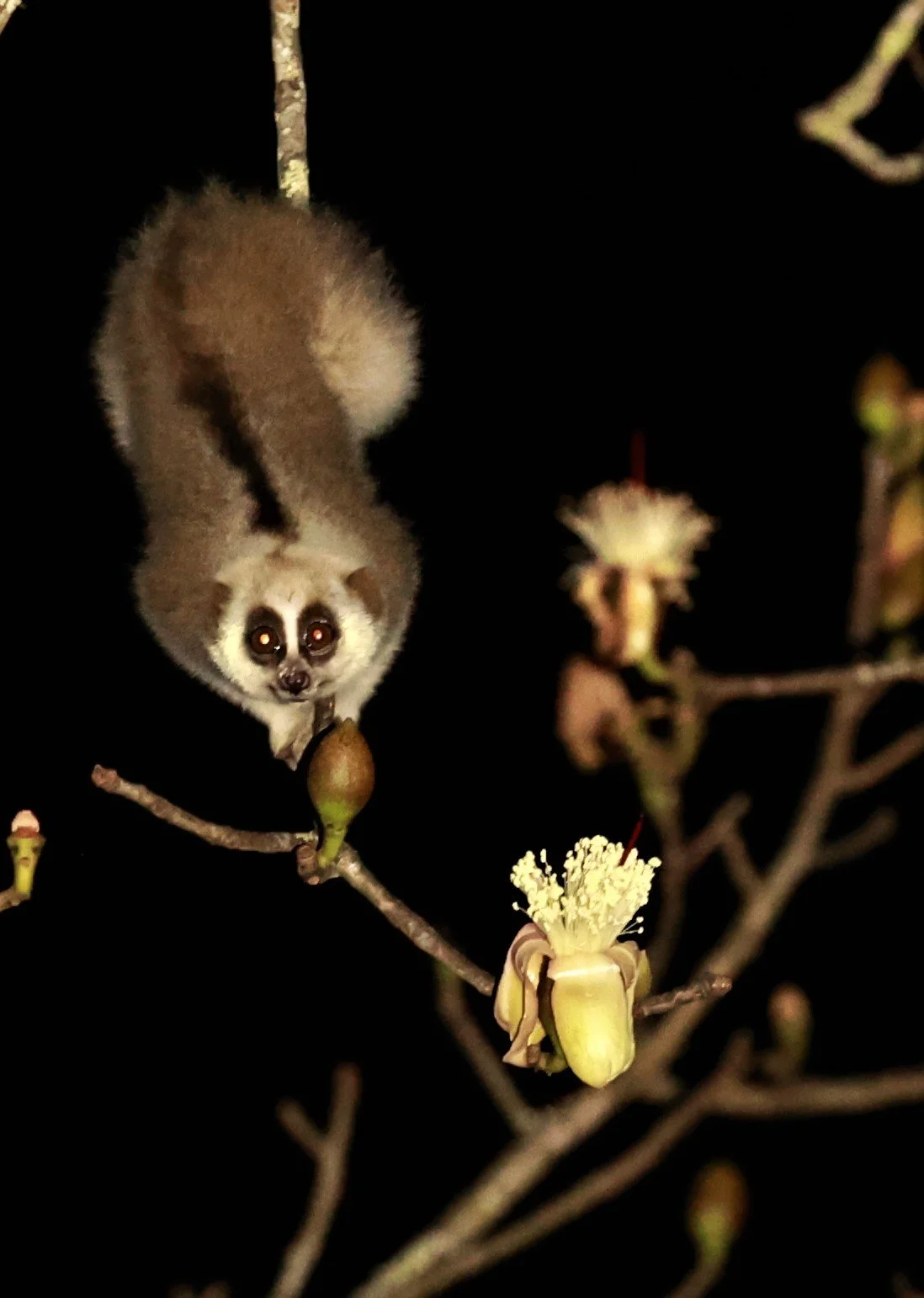 Lorisidae Order Primates — Coke Smith Wildlife