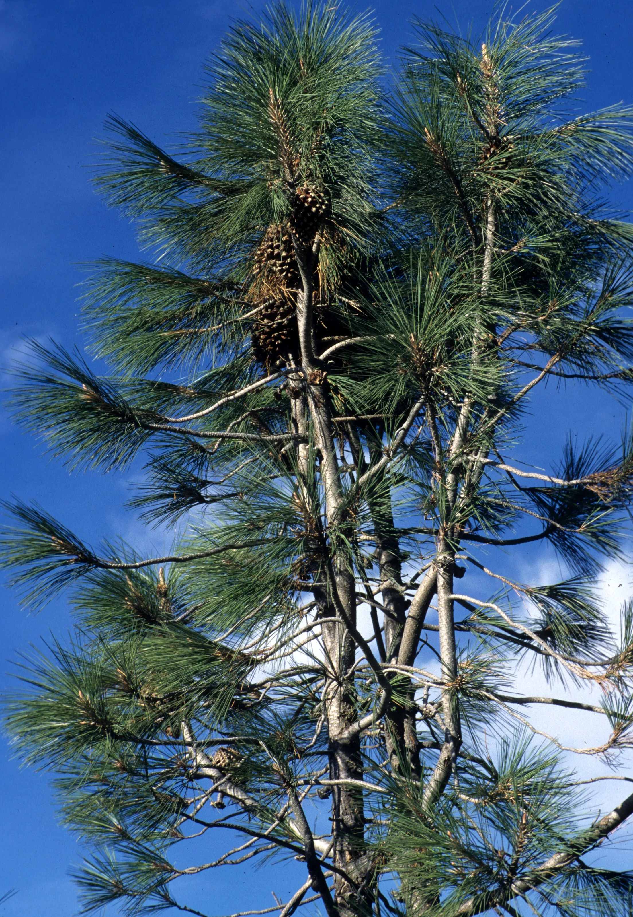 CALIFORNIA - MOUNT DIABLO - PINUS SABINEANA - DIGGER PINE.jpg