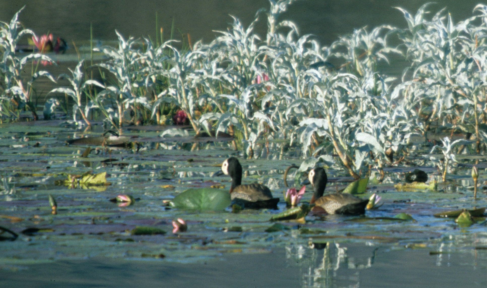 BIRDS - WHITEFACED DUCK - KRUGER D1.jpg