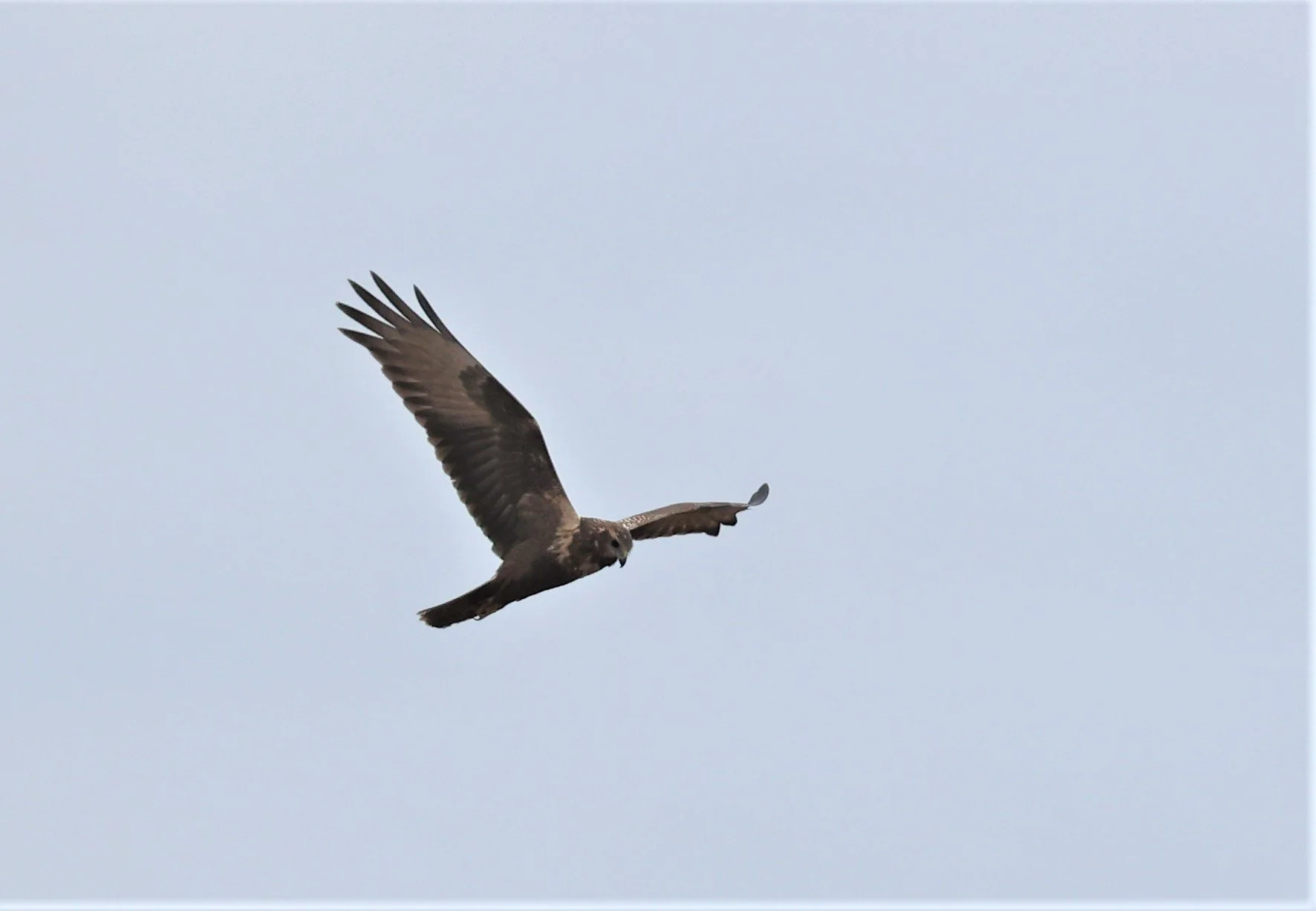 HARRIER - EASTERN MARSH HARRIER - Circus spilonotus - YONOK CHIANG SAEN CHIANG RAI - ROOST Feb 2022  (4).jpg