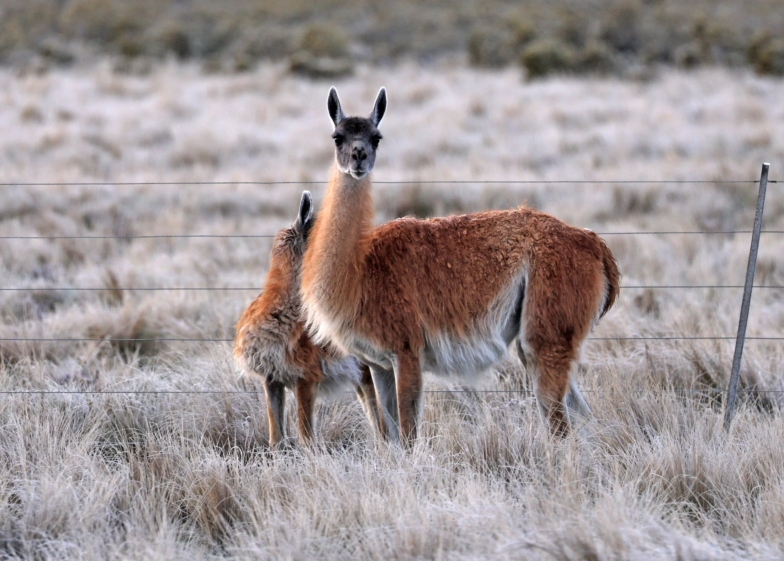 Guanaco (Lama guanicoe) Valdes Peninsula, Chubut Province, Argentina Day 2 (5).jpg