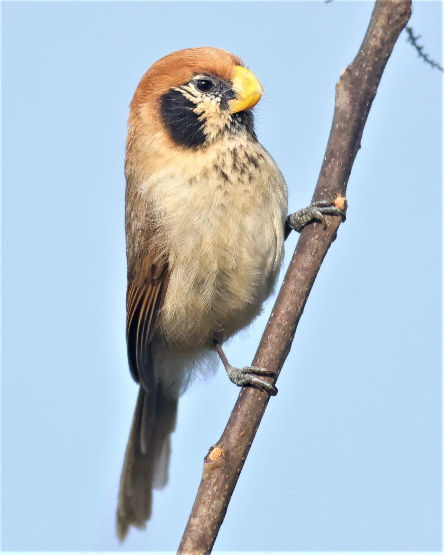 PARROTBILL - SPOT-BREASTED PARROTBILL - Paradoxornis guttaticollis - DOI SAN JU (DOI LANG WEST) FEB 2022 (10).jpg