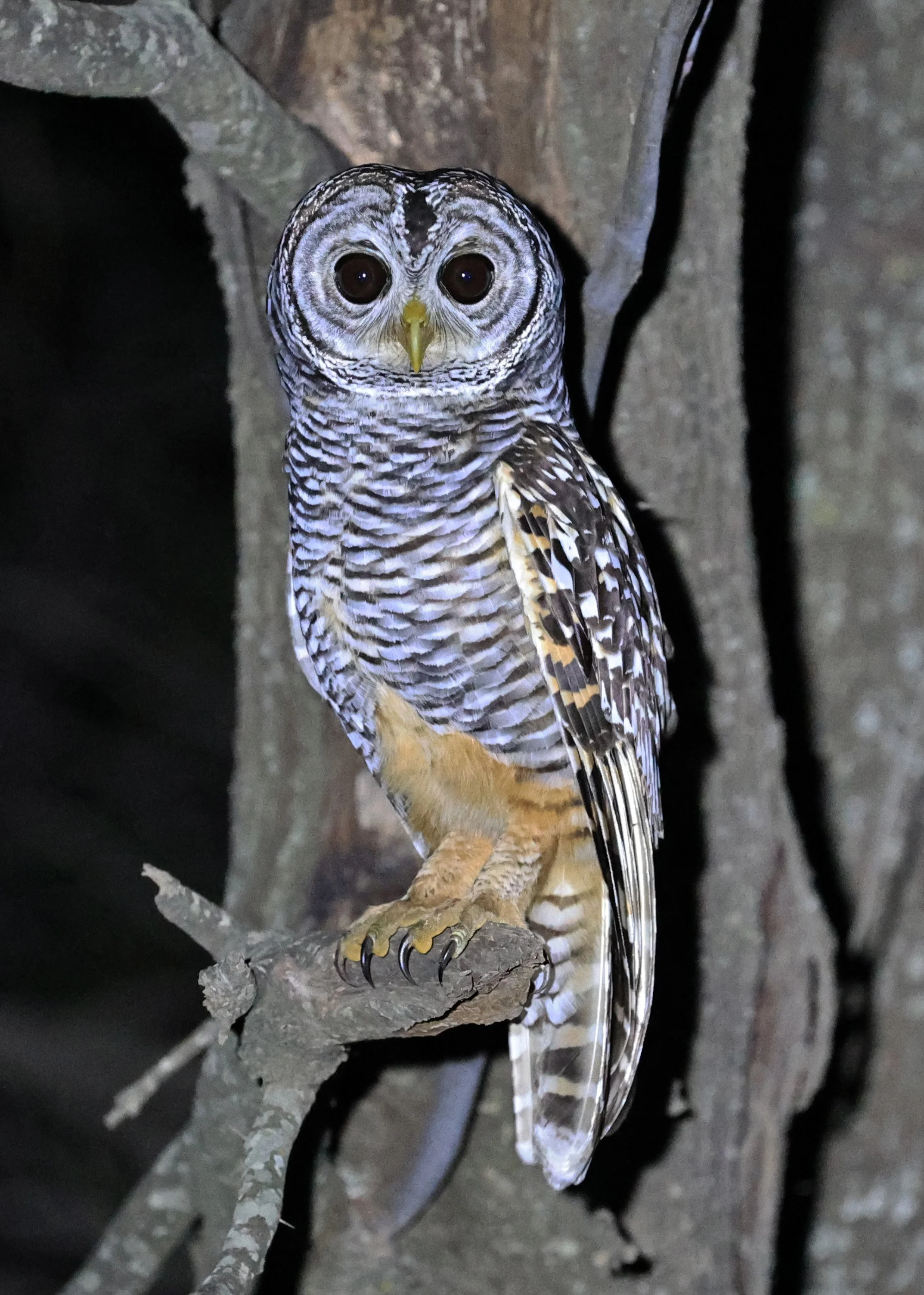 Chaco Owl (Strix chacoensis) Estancia Campo'í Paraguay (47).jpg