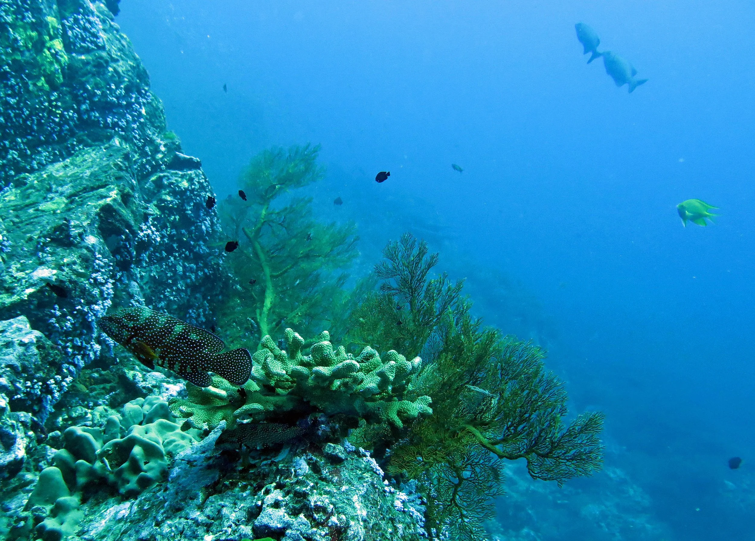 2014 Similan Islands Marine Park Thailand ISB Dive Trip (1).JPG