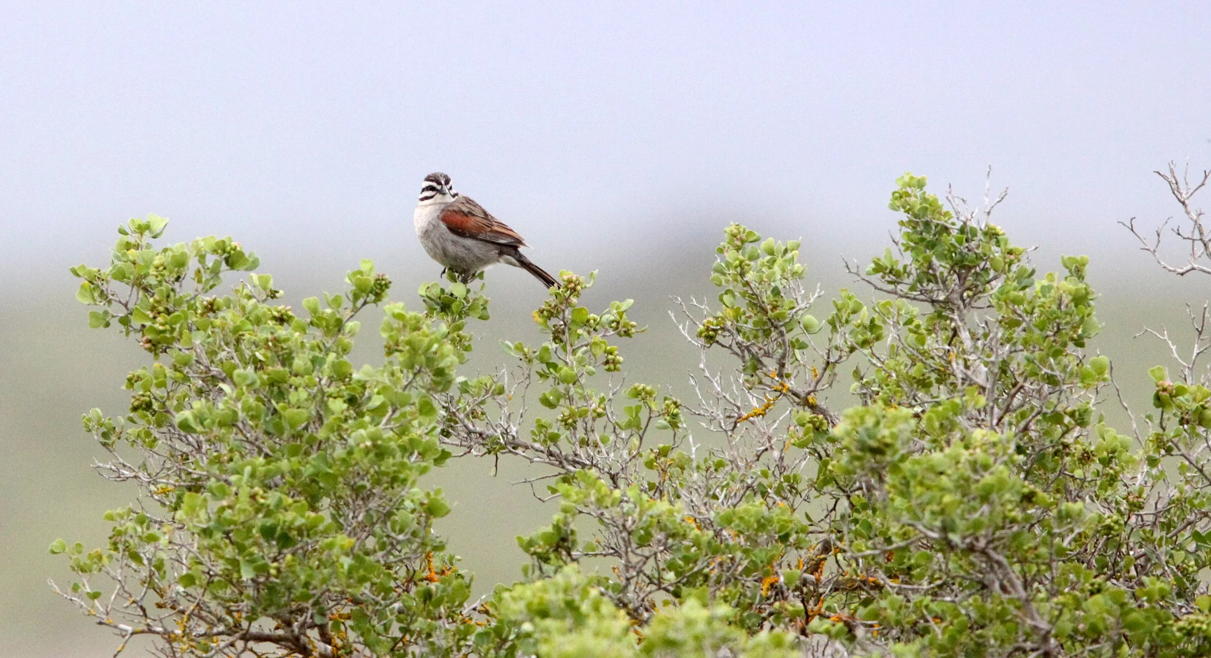 Cape Bunting (Emberiza capensis) De Hoop Reserve South Africa.JPG