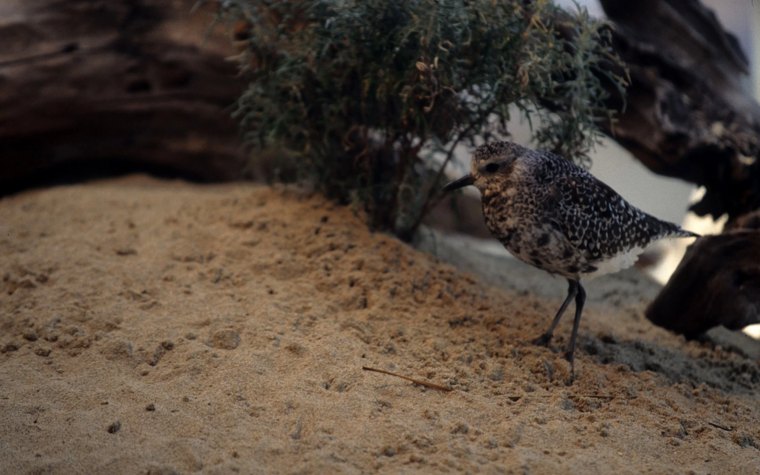 BIRD - PLOVER - AMERICAN GOLDEN - MONTERREY.jpg