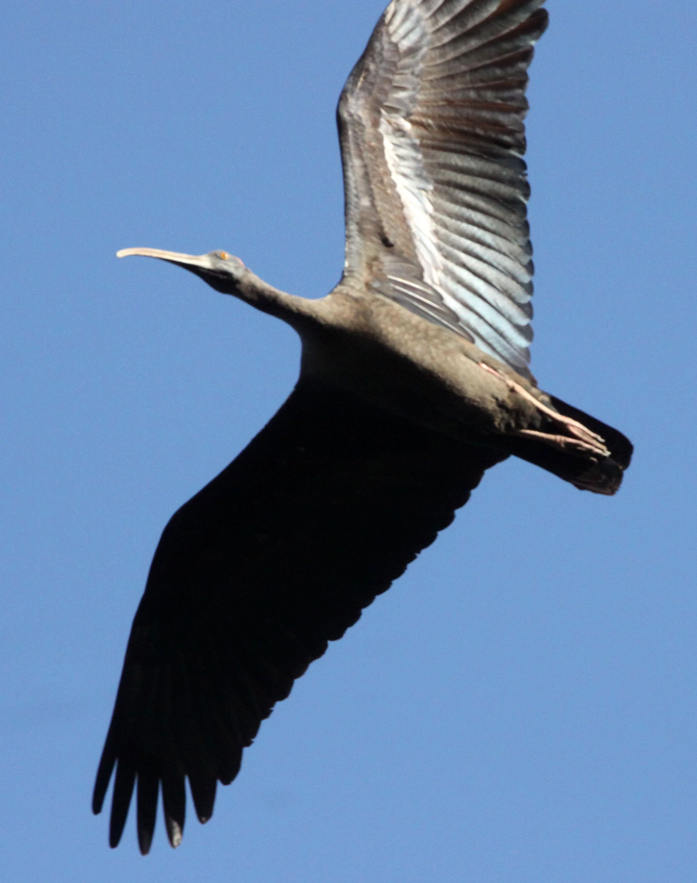 IBIS - BLACK IBIS - Pseudibis papillosa - LITTLE RANN OF KUTCH GUJARAT INDIA (12).JPG