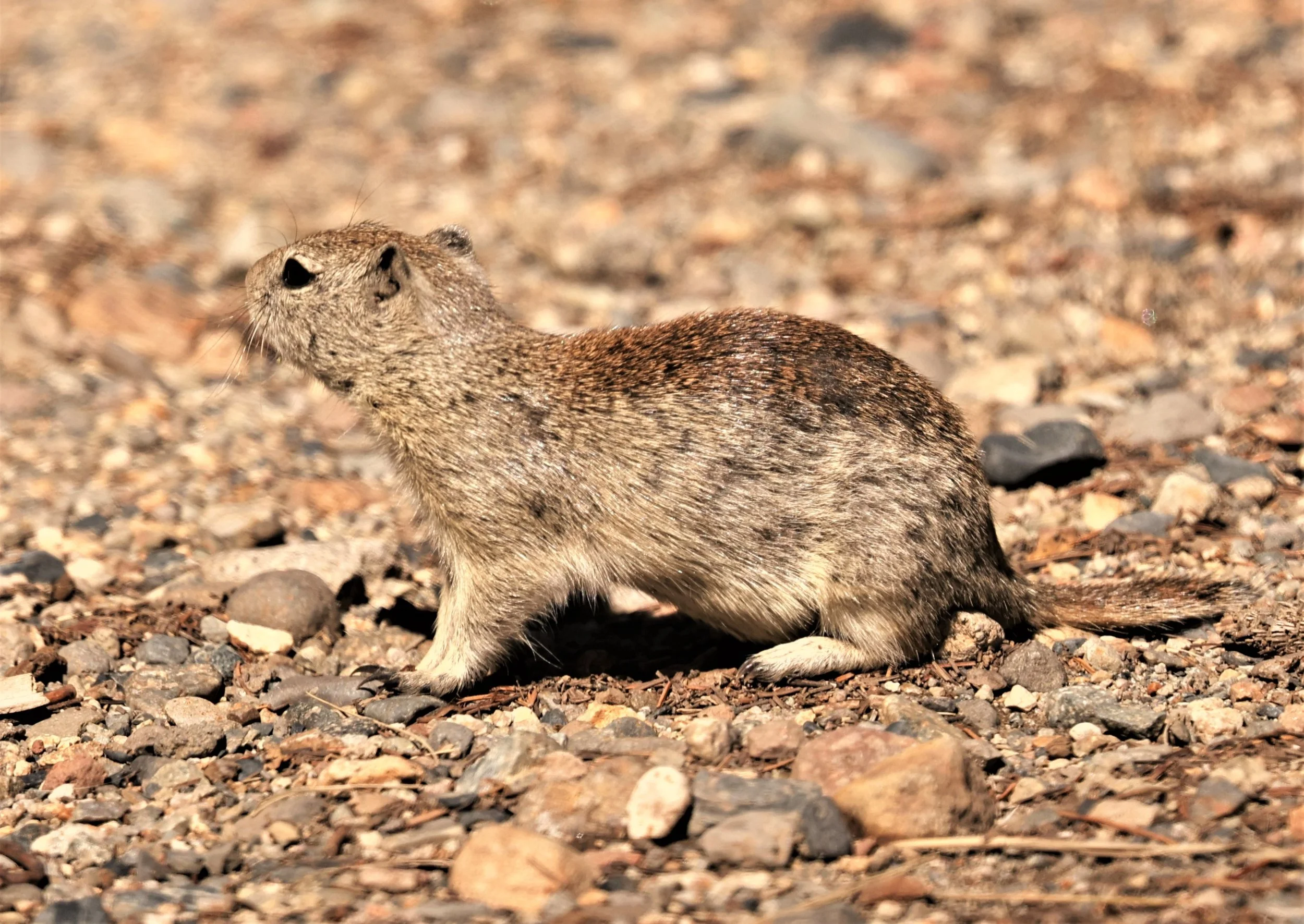 Urocitellus beldingi - BELDING'S GROUND SQUIRREL - SADDLEBAG LAKE, OUTSIDE OF YOSEMITE EAST ENTRANCE CALIFORNIA (98).jpg