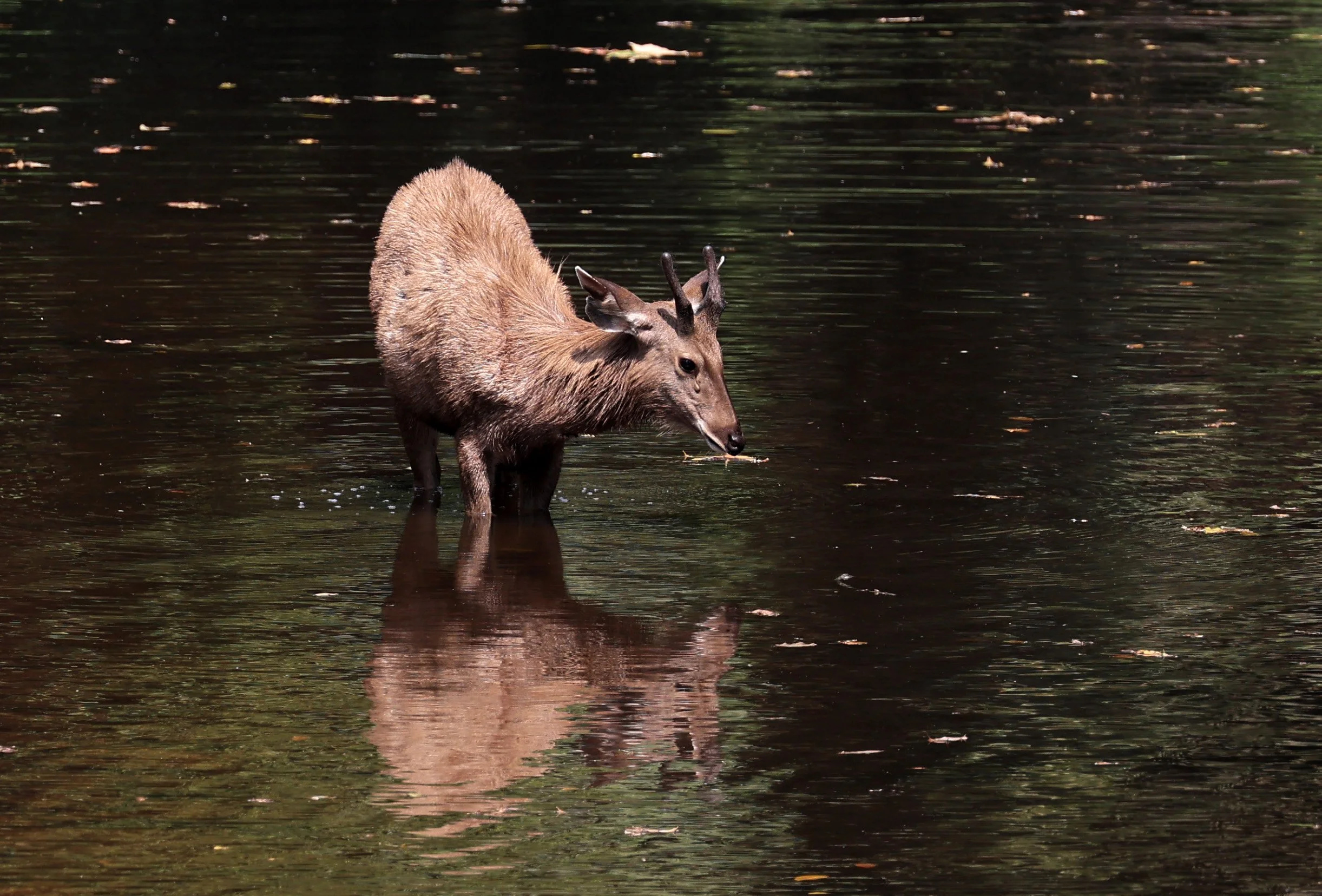 Indochinese Sambar (Rusa unicolor cambojensis) Khao Yai National Park Feb 2026 Day 2 (9).jpg