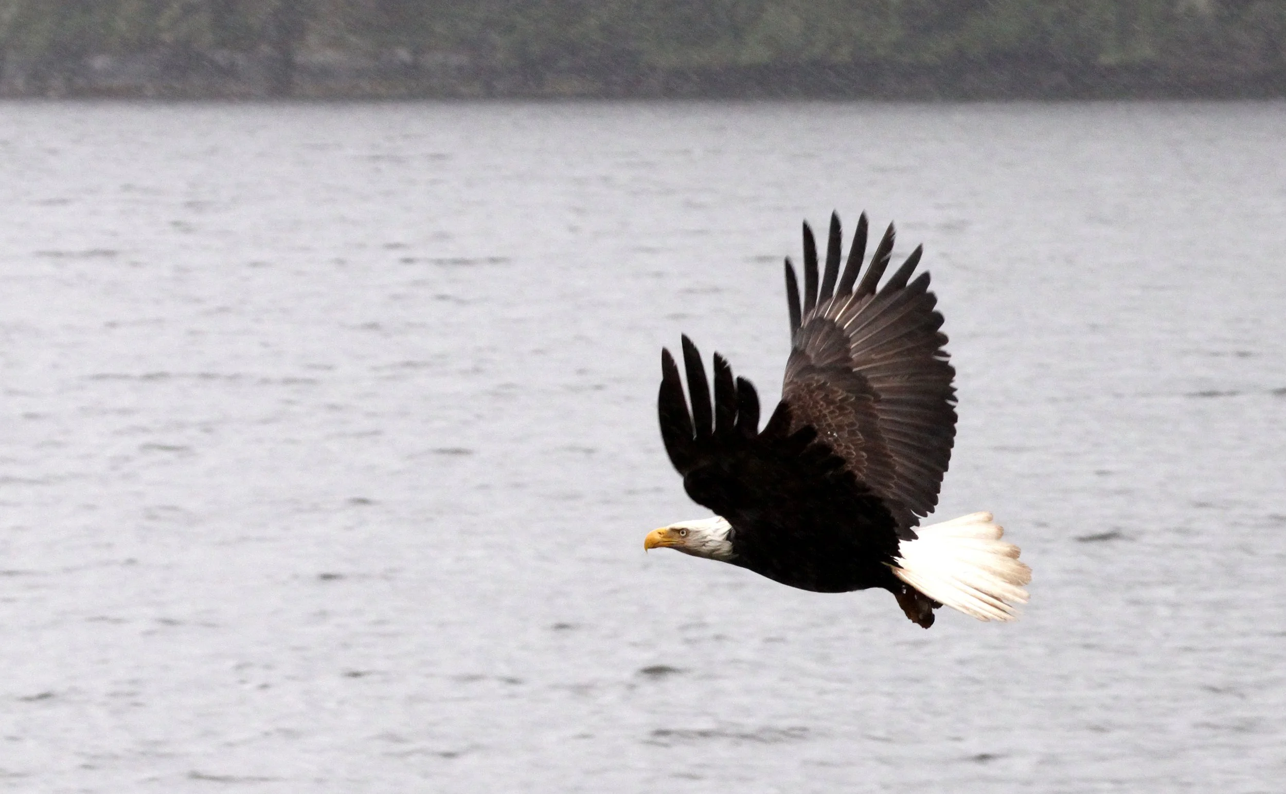 Haliaeetus leucocephalus - AMERICAN BALD EAGLE - SAILCONE LODGE'S RESIDENT EAGLE - KNIGHT'S INLET BC (19).JPG