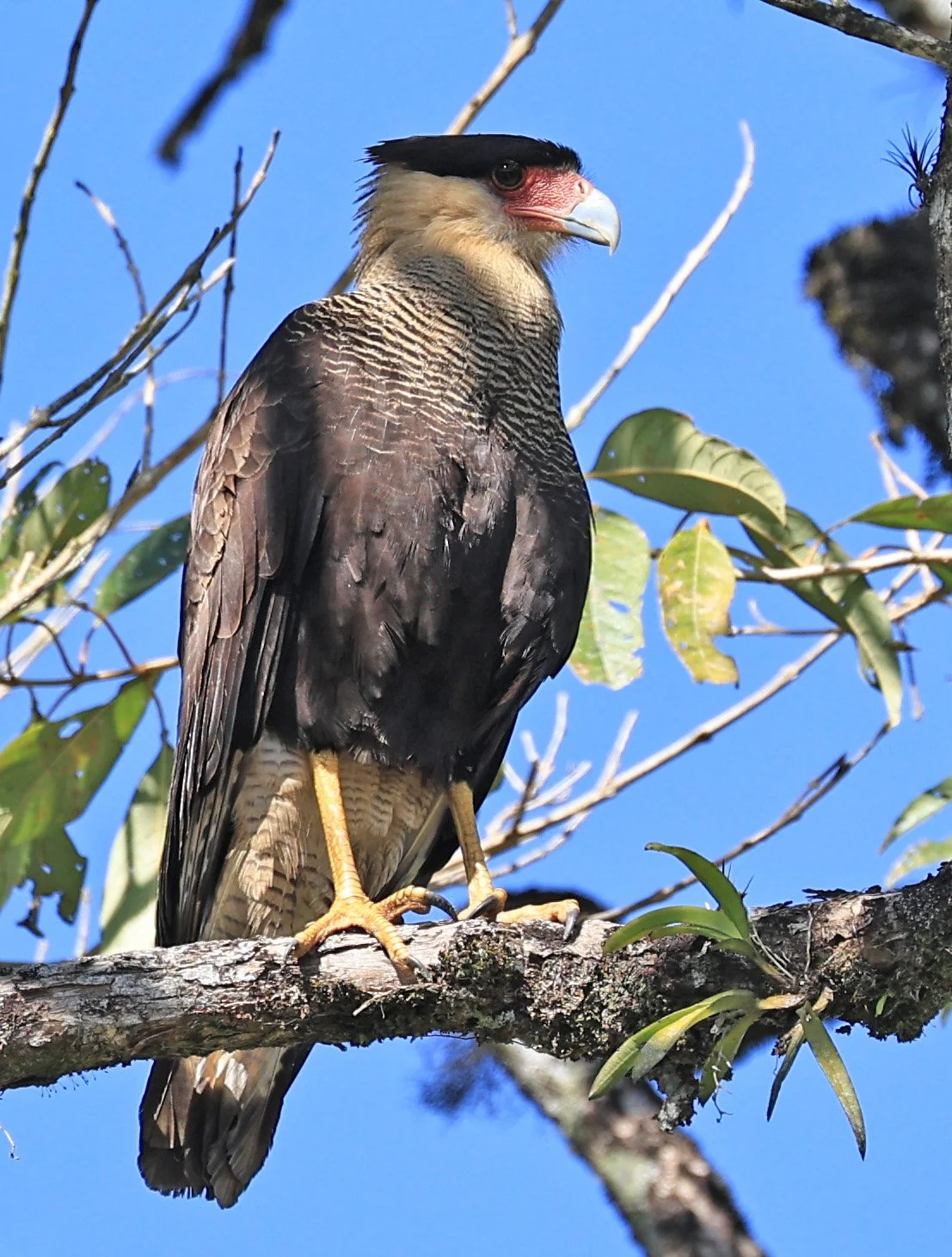 Crested Caracara (Caracara plancus) Superagui National Park, Brazil (5).jpg
