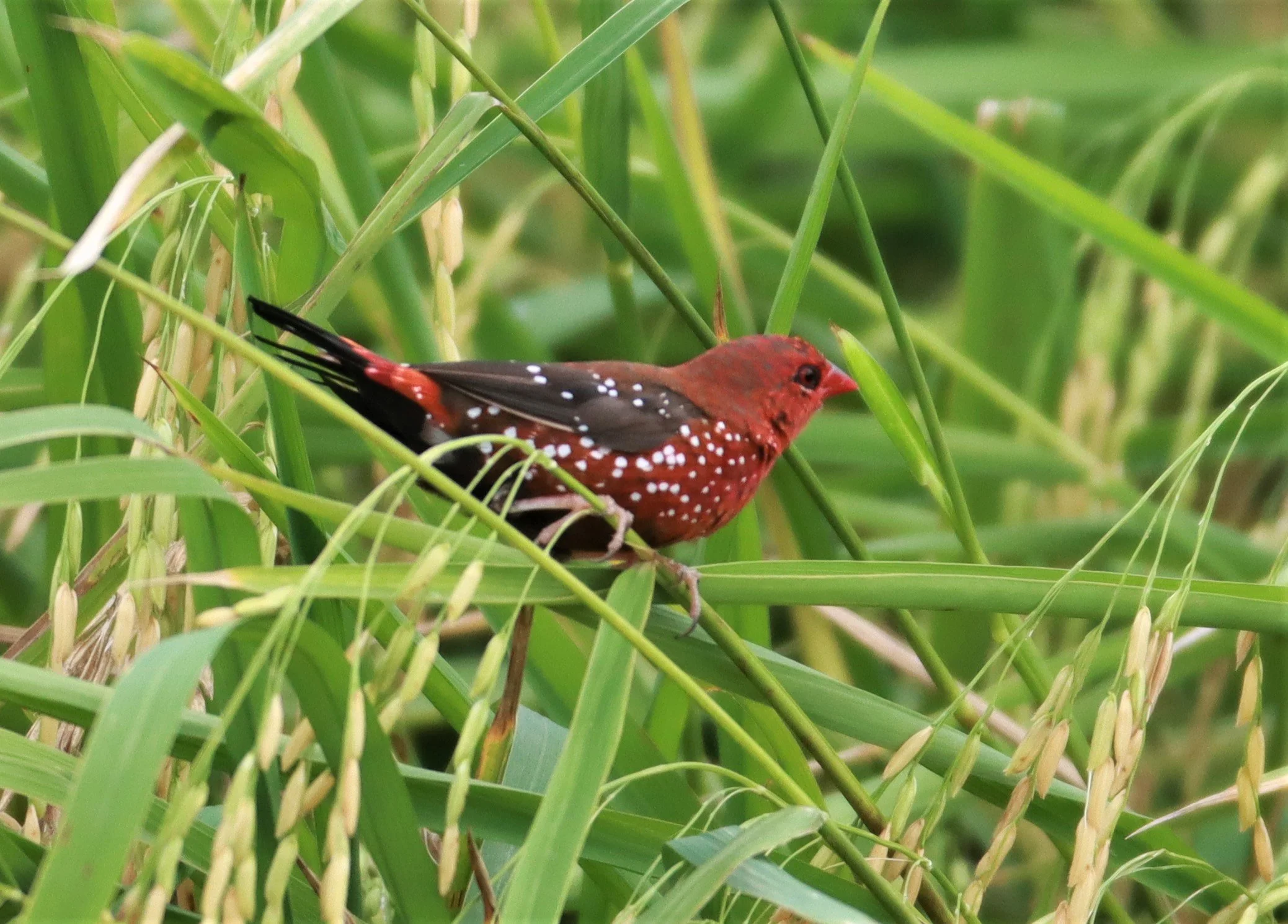 RED AVADAVAT - Amandava amandava - LAD KRABANG  THAP YAO RICE FIELDS AUGUST 14 2021 (159).jpg