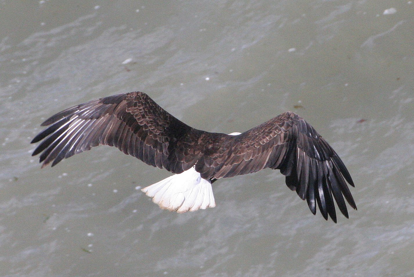 BIRD - EAGLE - BALD EAGLE - LAKE FARM BLUFFS WASHINGTON (135).JPG