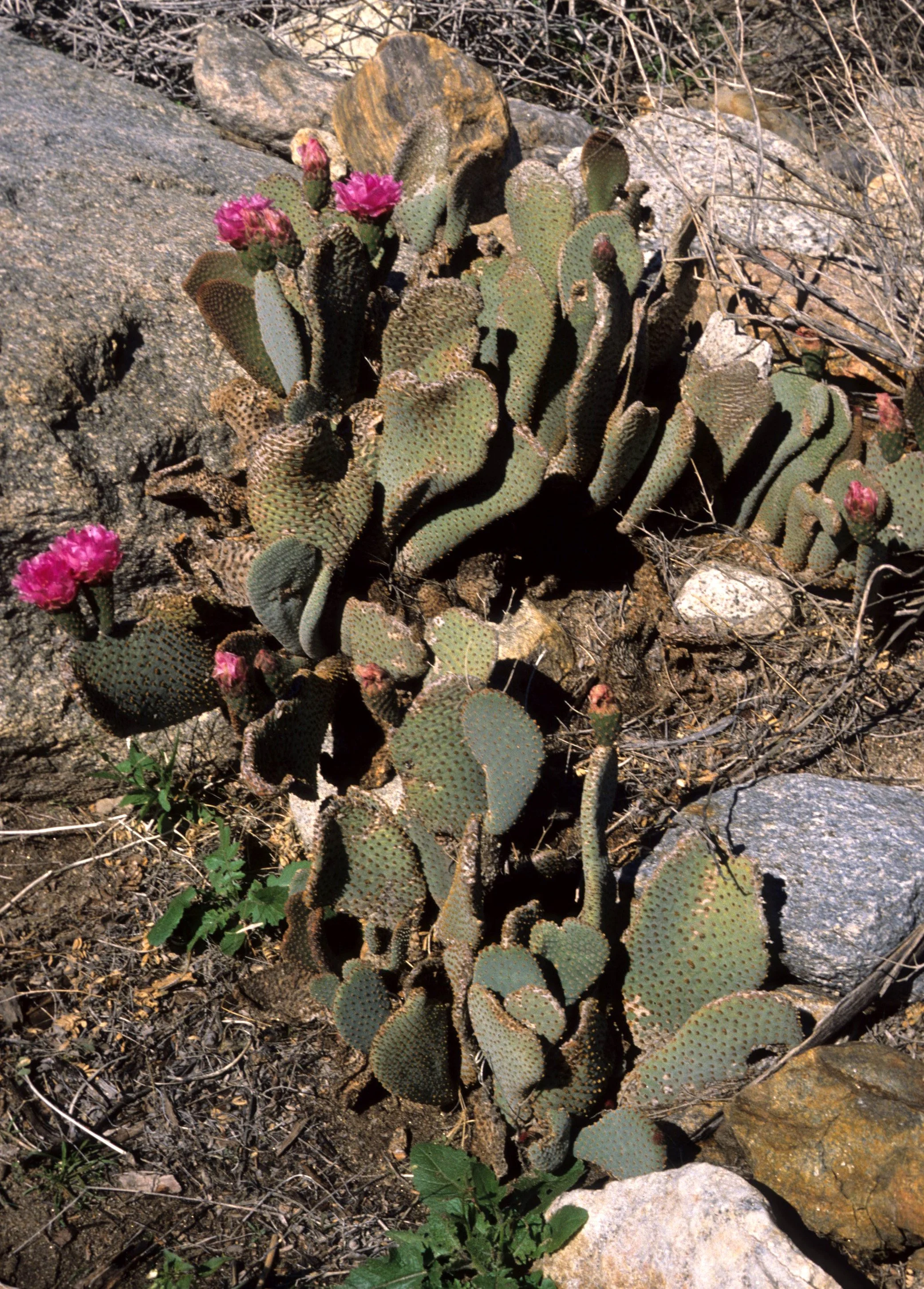JOSHUA TREE - OPUNTIA BASILARIS A.jpg