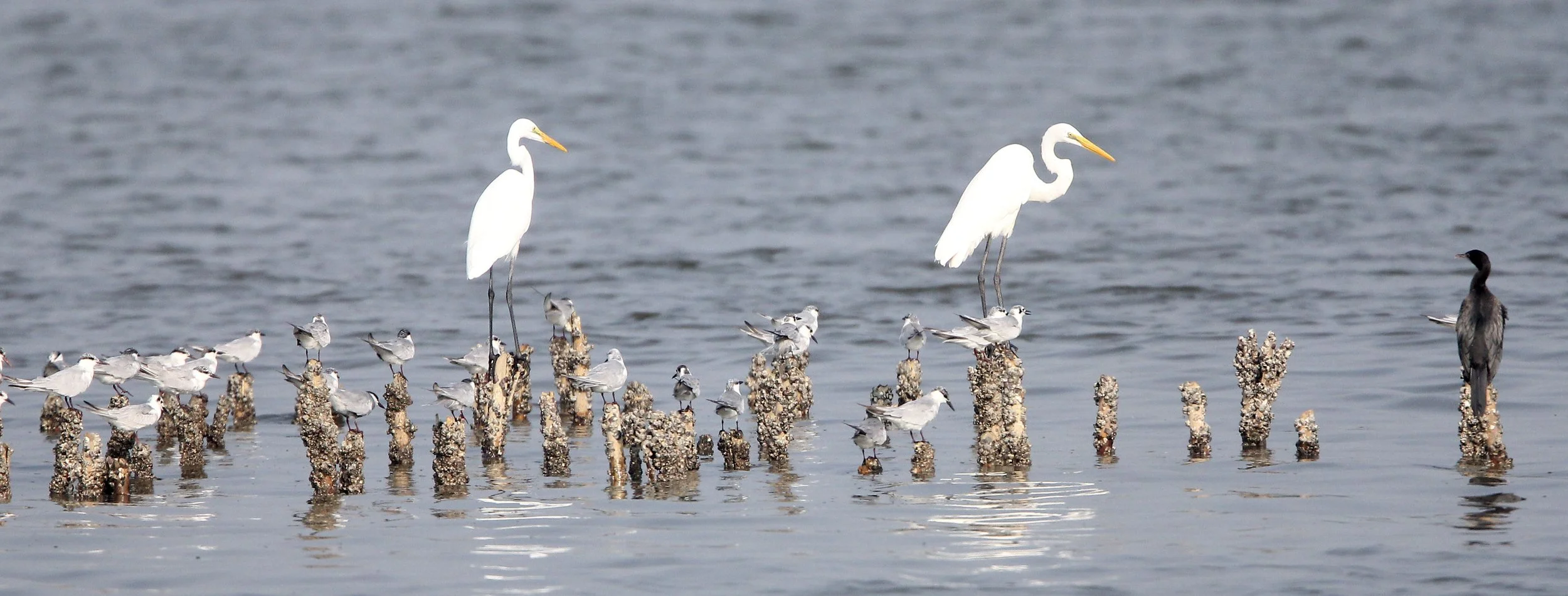 TERN - WHISKERED & CRESTED - Chlidonia hybridus - Sterna bergii - BAN PAK KHLONG PRAMONG ESS WHALE TRIP (20).JPG