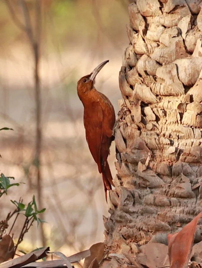 Woodcreeper - Great Rufous Woodcreeper - Xiphocolaptes major - Porto Alegre Lodge, Pantanal (3).jpg