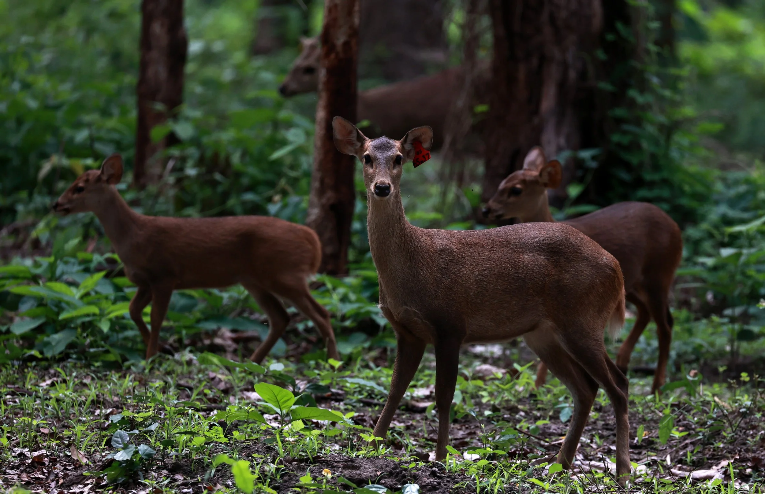 Axis annamiticus - Indochinese Hog Deer - Huai Kha Khaeng Wildlife Sanctuary June 2024 (12).jpg