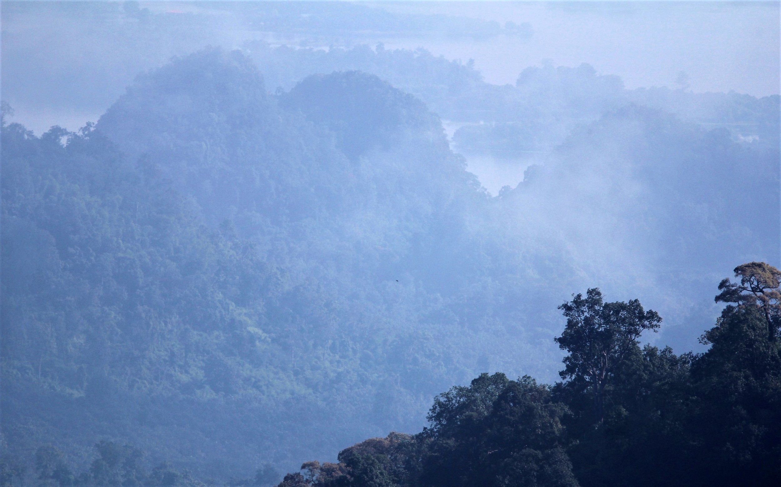 Thale Mog in the Western Forest Complex