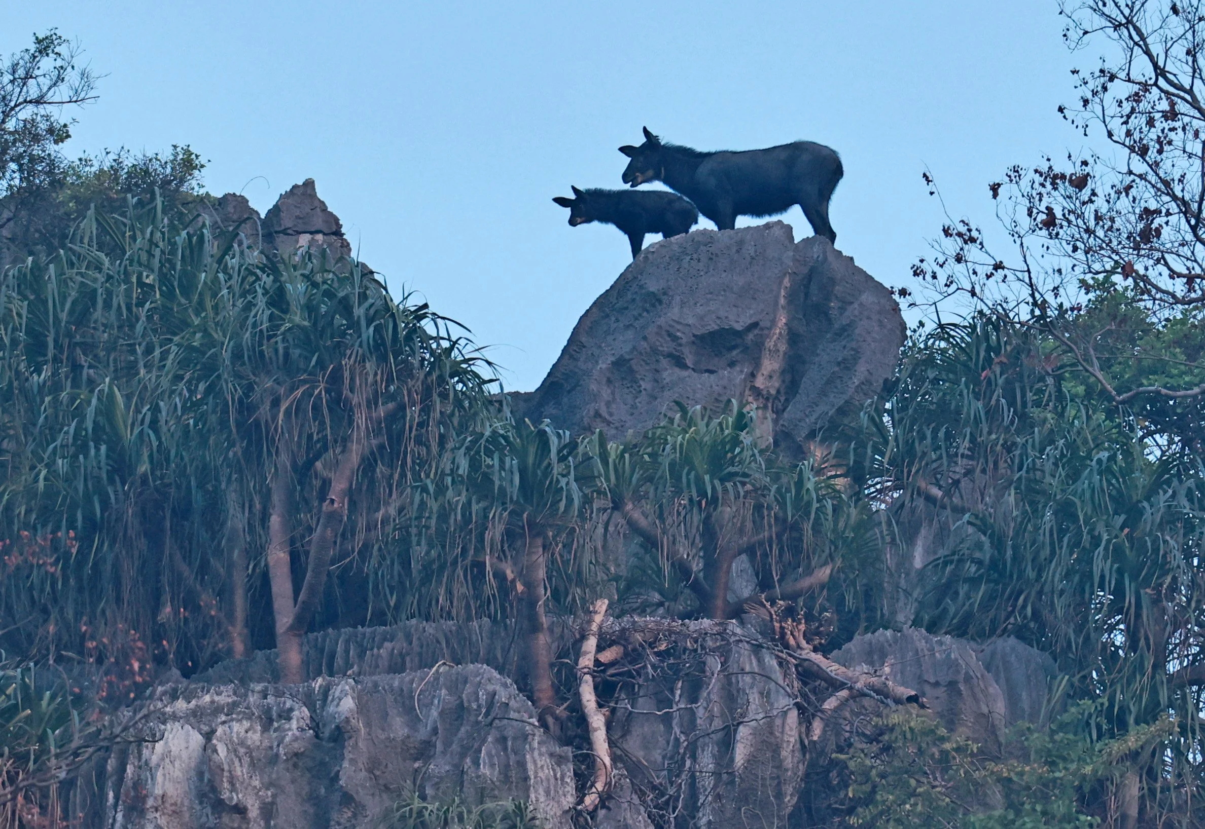 Indochinese Serow (Capricornis milneedwardsi maritimus) Pak Chong, Ban Tha Chang Spring (19).jpg