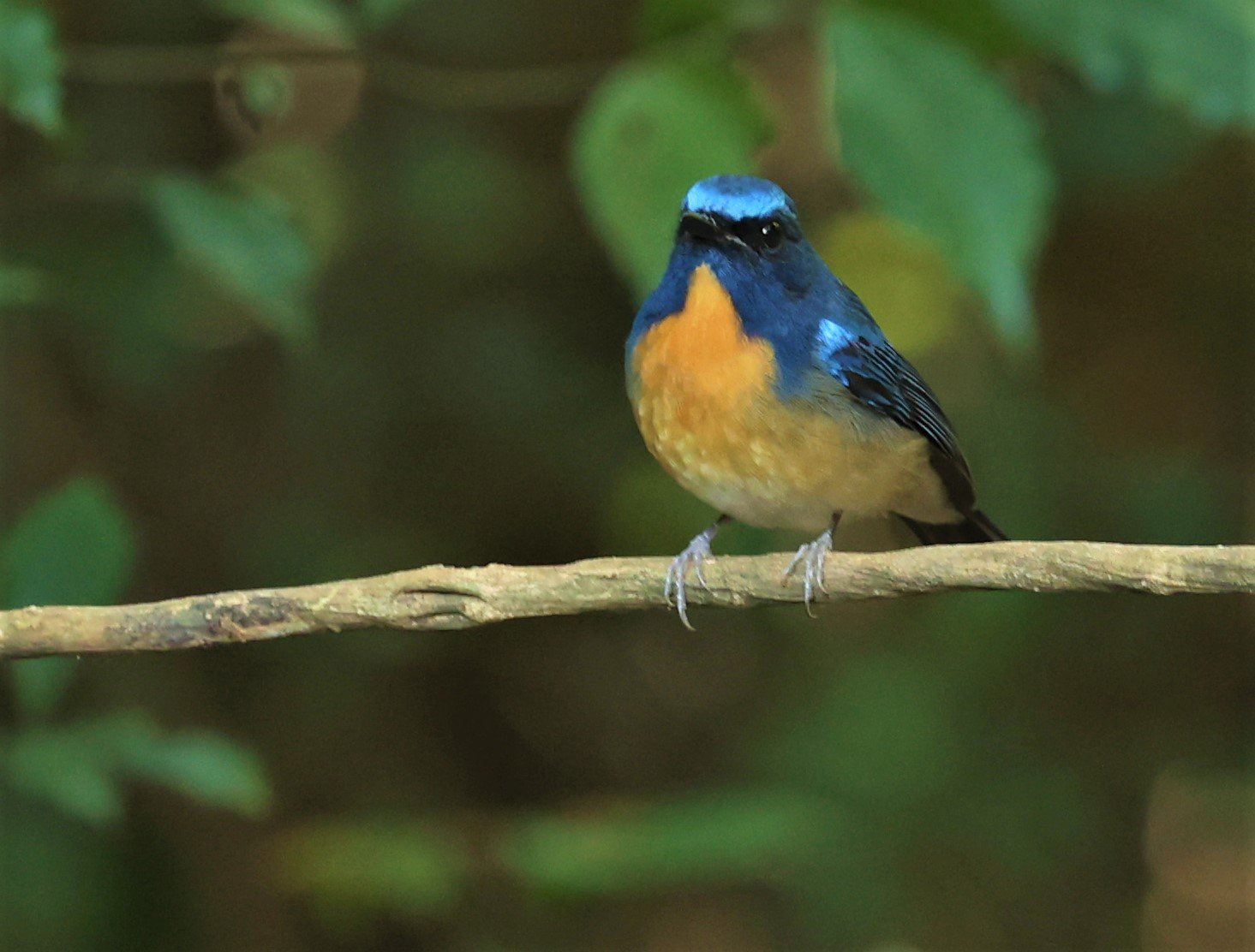 FLYCATCHER - CHINESE BLUE FLYCATCHER - Cyornis glaucicomans - PETCHABURI PROVINCE - NUY HIDE NEAR KAENG KRACHAN JAN 2022 (17).jpg