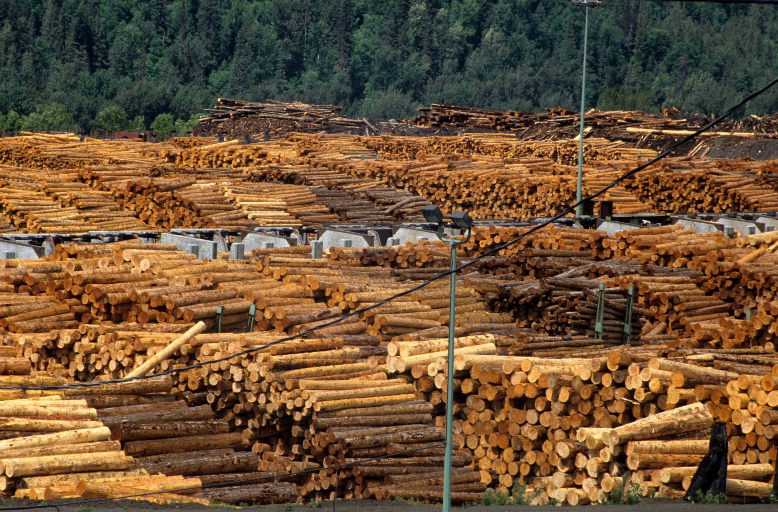 BRITISH COLUMBIA - FOREST DEPOT 1.jpg